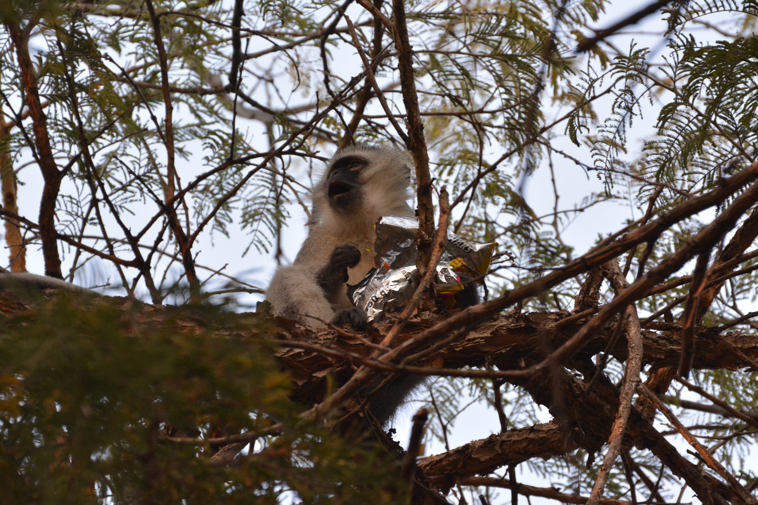 Vervet monkey eating Niknaks (3).JPG