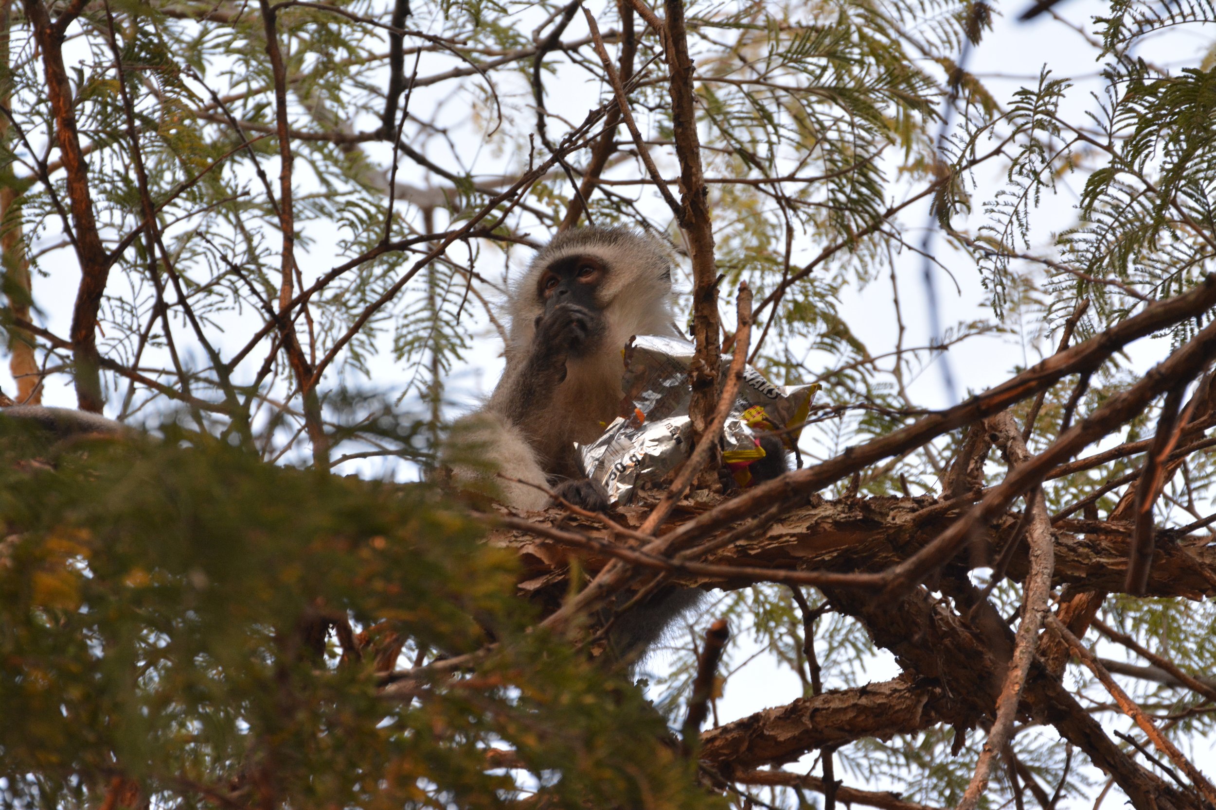 Vervet monkey eating Niknaks (4).JPG