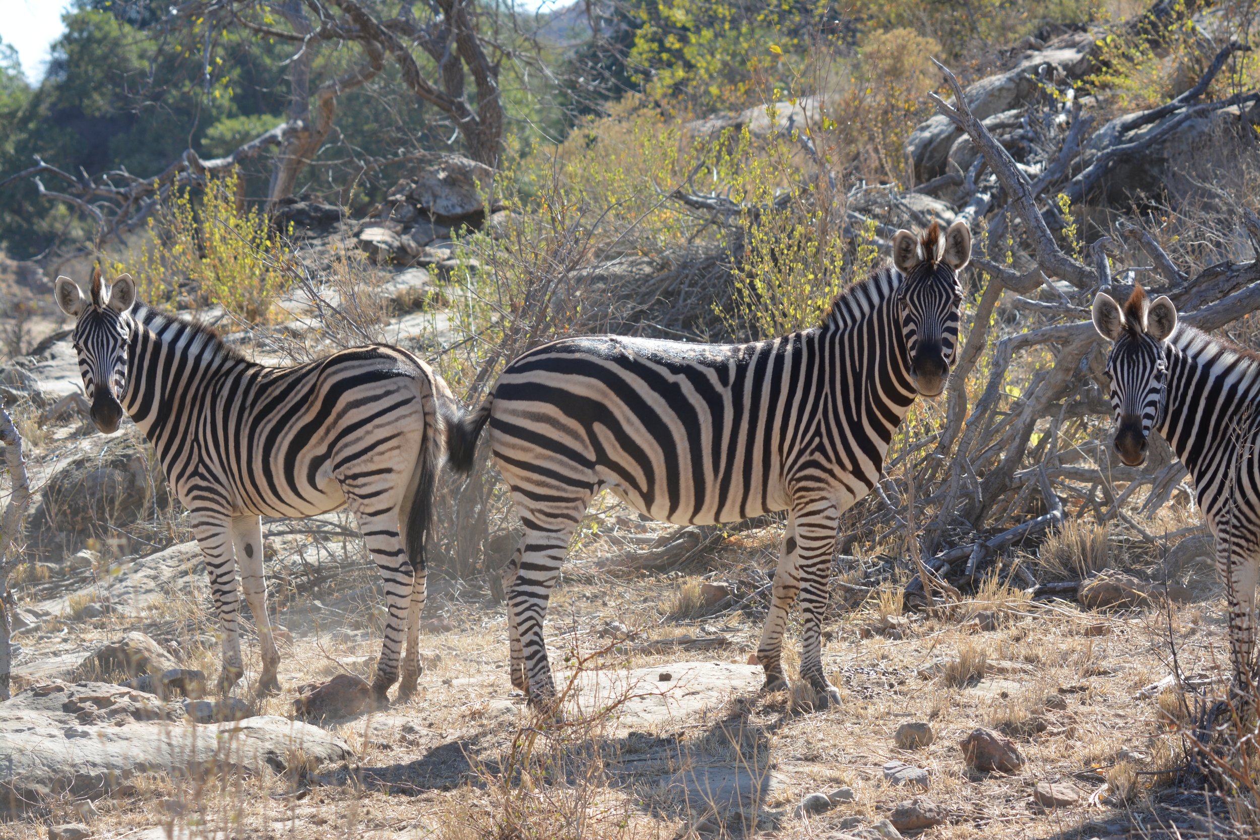 Mapungubwe Zuid-Afrika safari (9).JPG