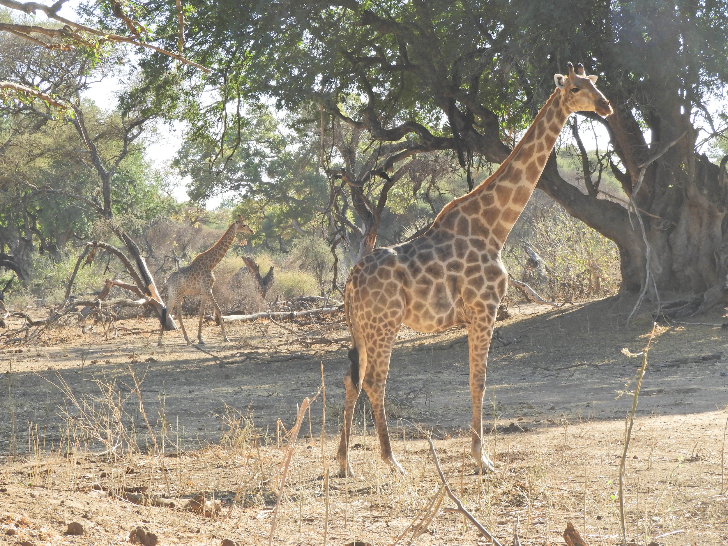 Mapungubwe Zuid-Afrika safari (15).JPG