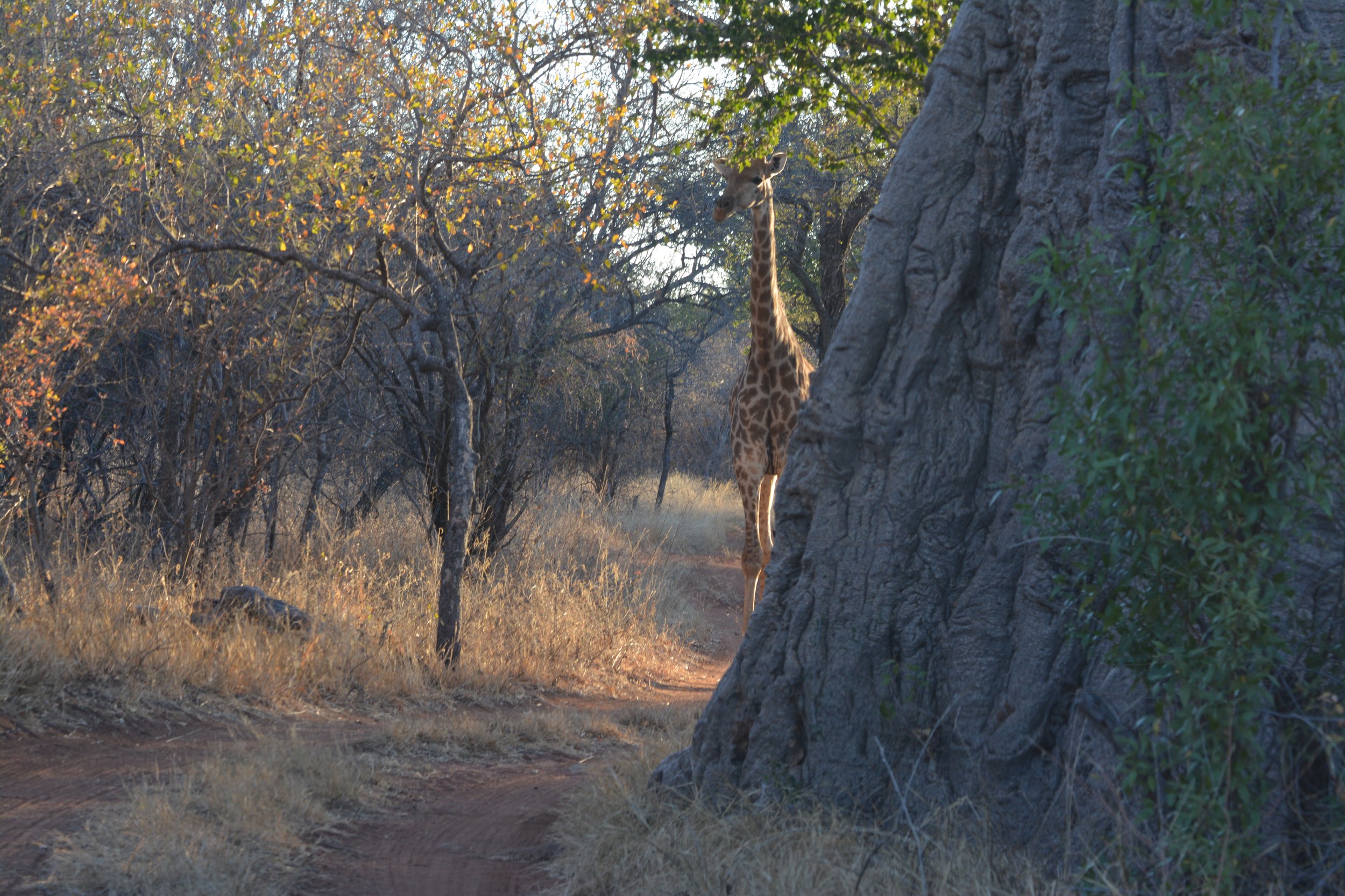 Blouberg nature reserve Limpopo Zuid-Afrika (4).jpeg