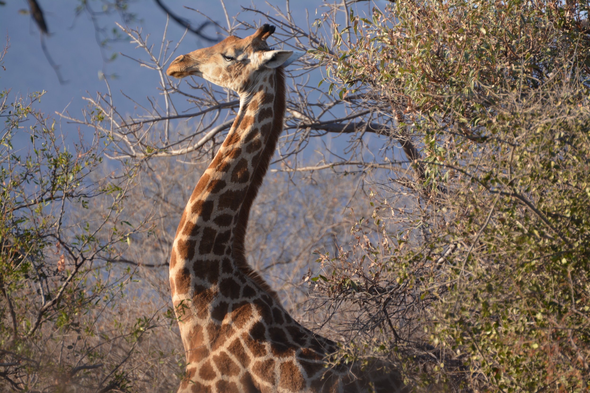 Blouberg nature reserve Limpopo Zuid-Afrika (6).jpeg