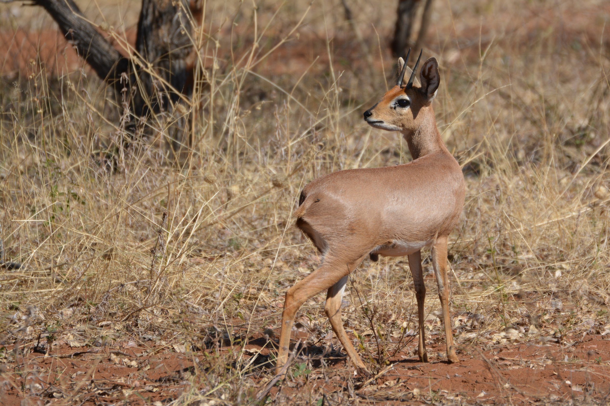 Blouberg nature reserve Limpopo Zuid-Afrika (9).jpeg