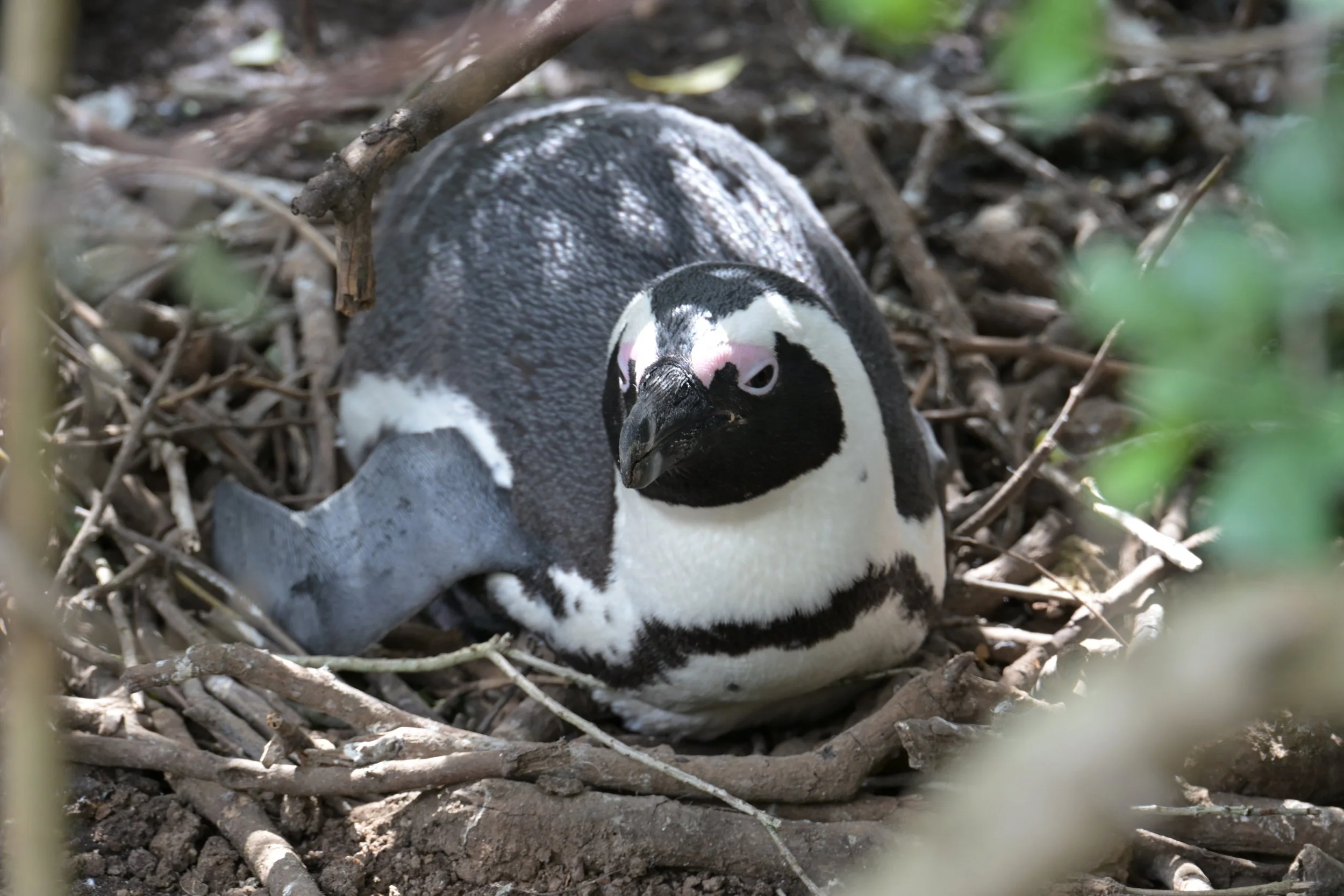 African Penguin