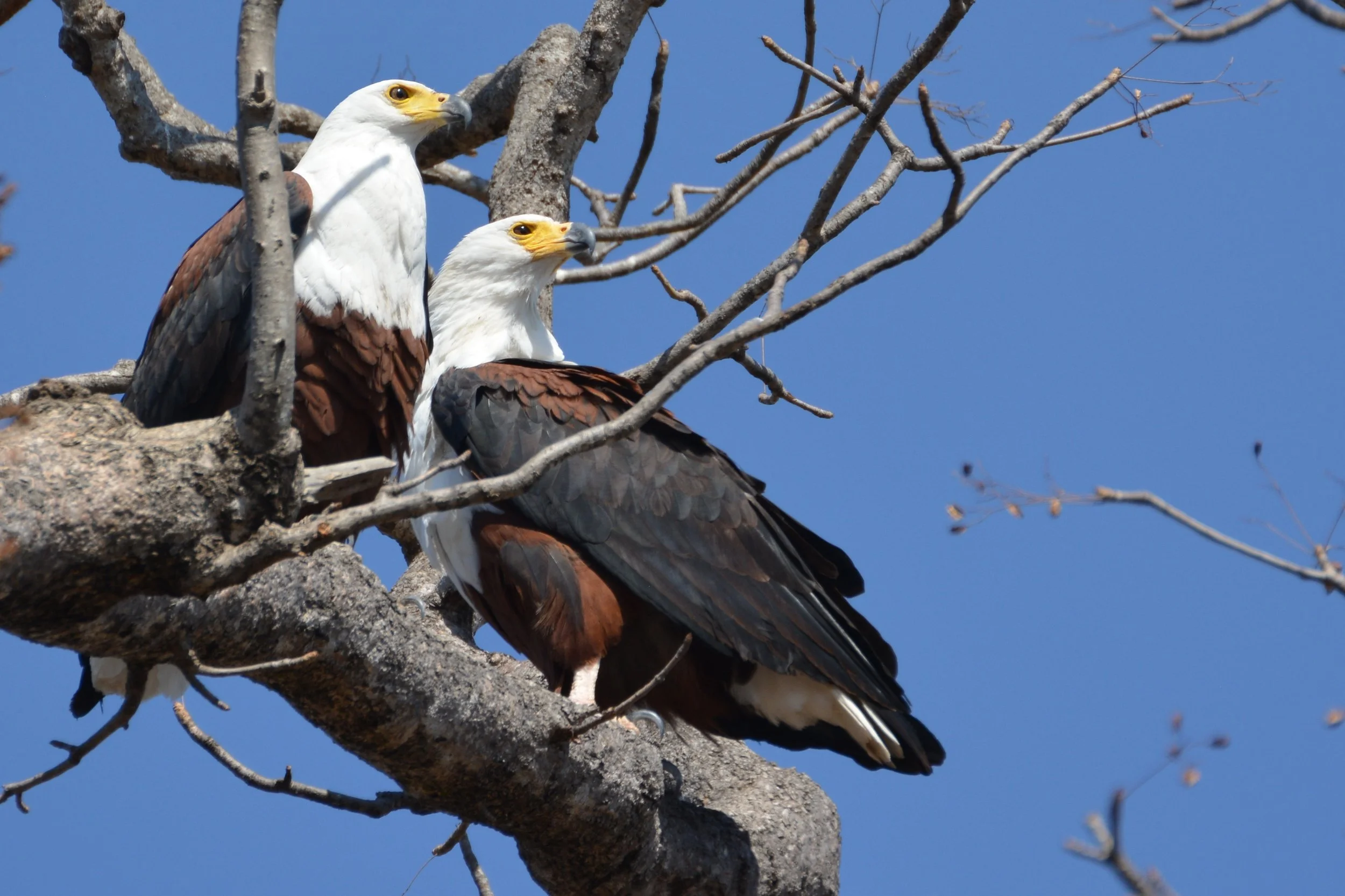 Fish eagle