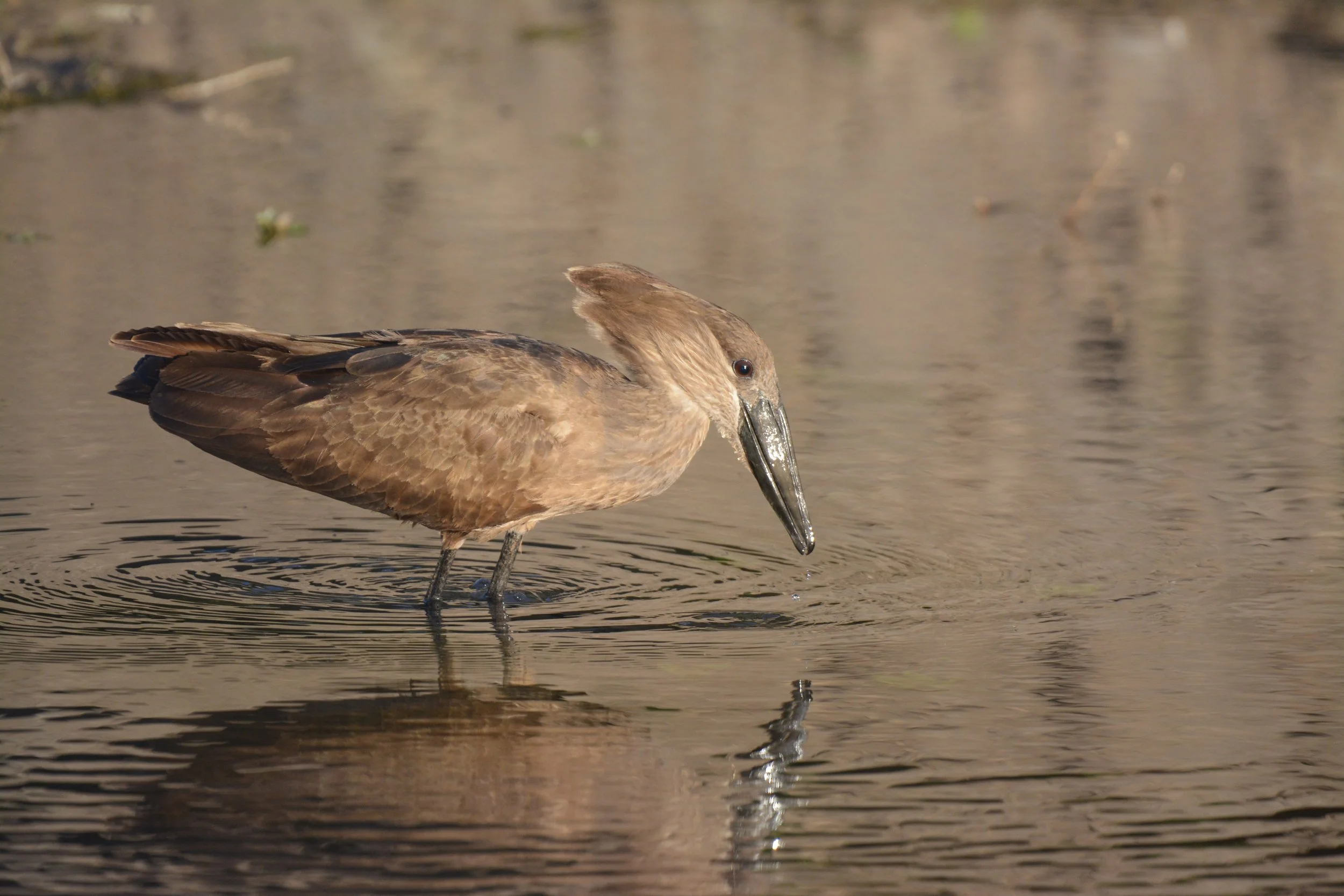 Hamerkop