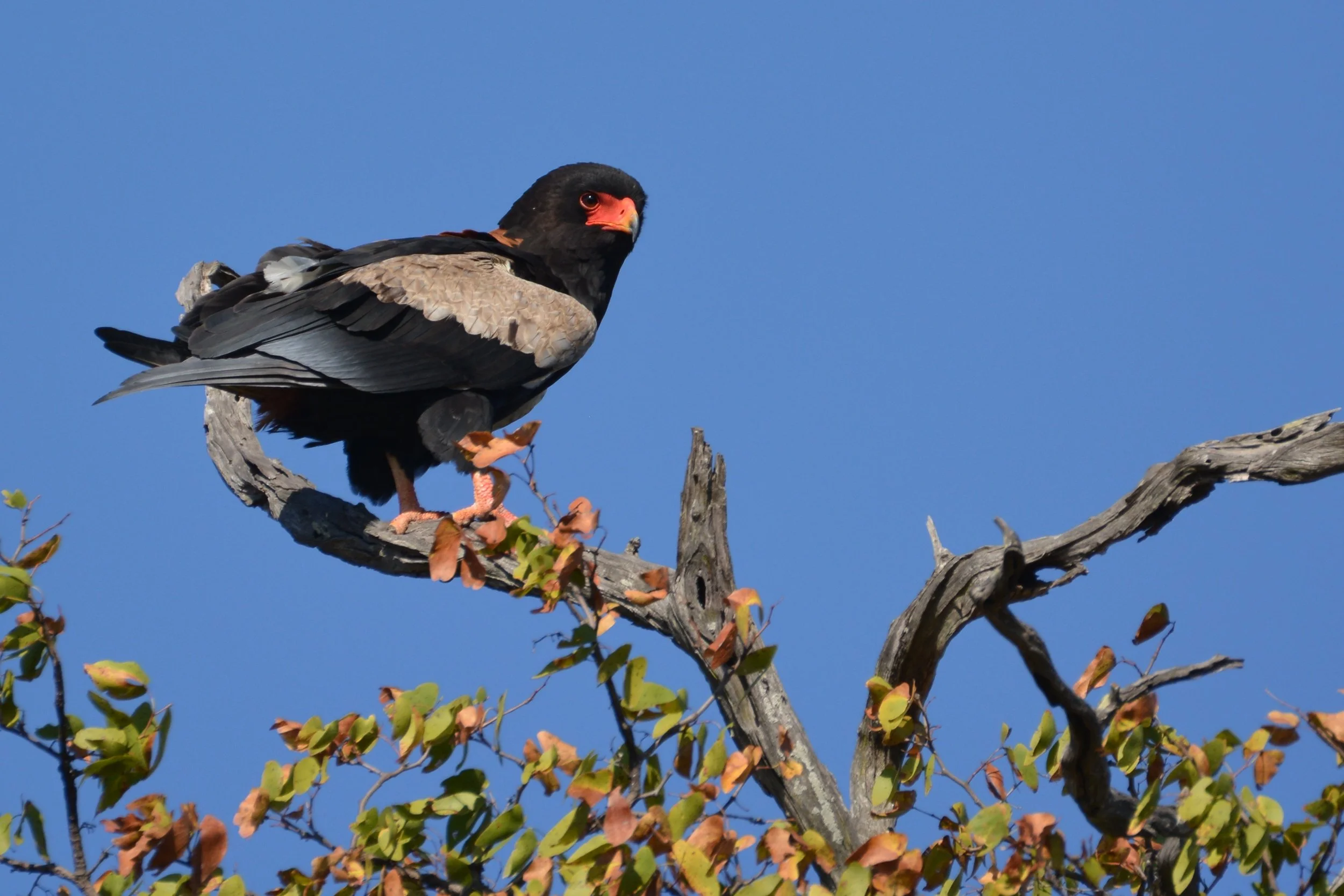 Bateleur