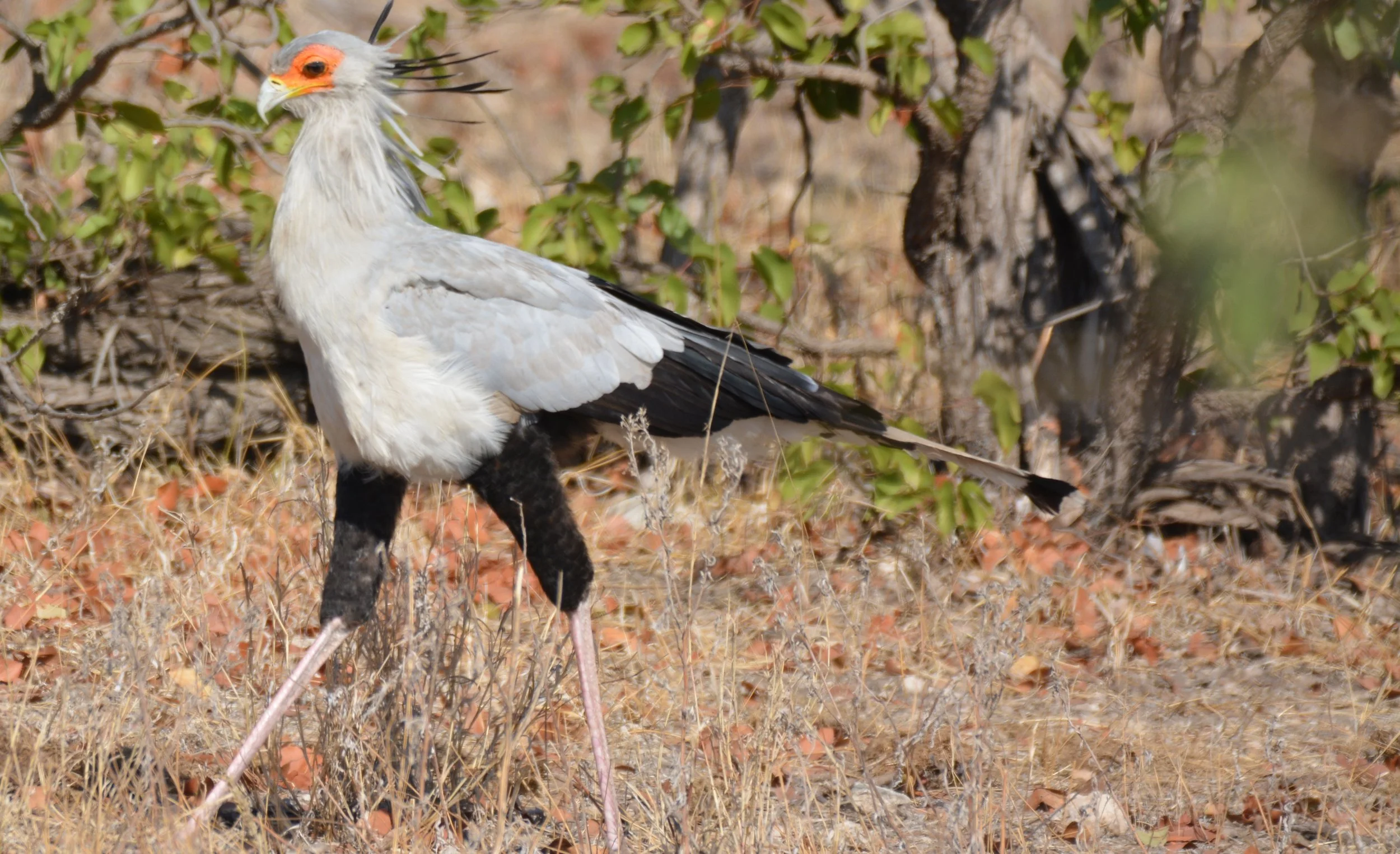Secretary bird