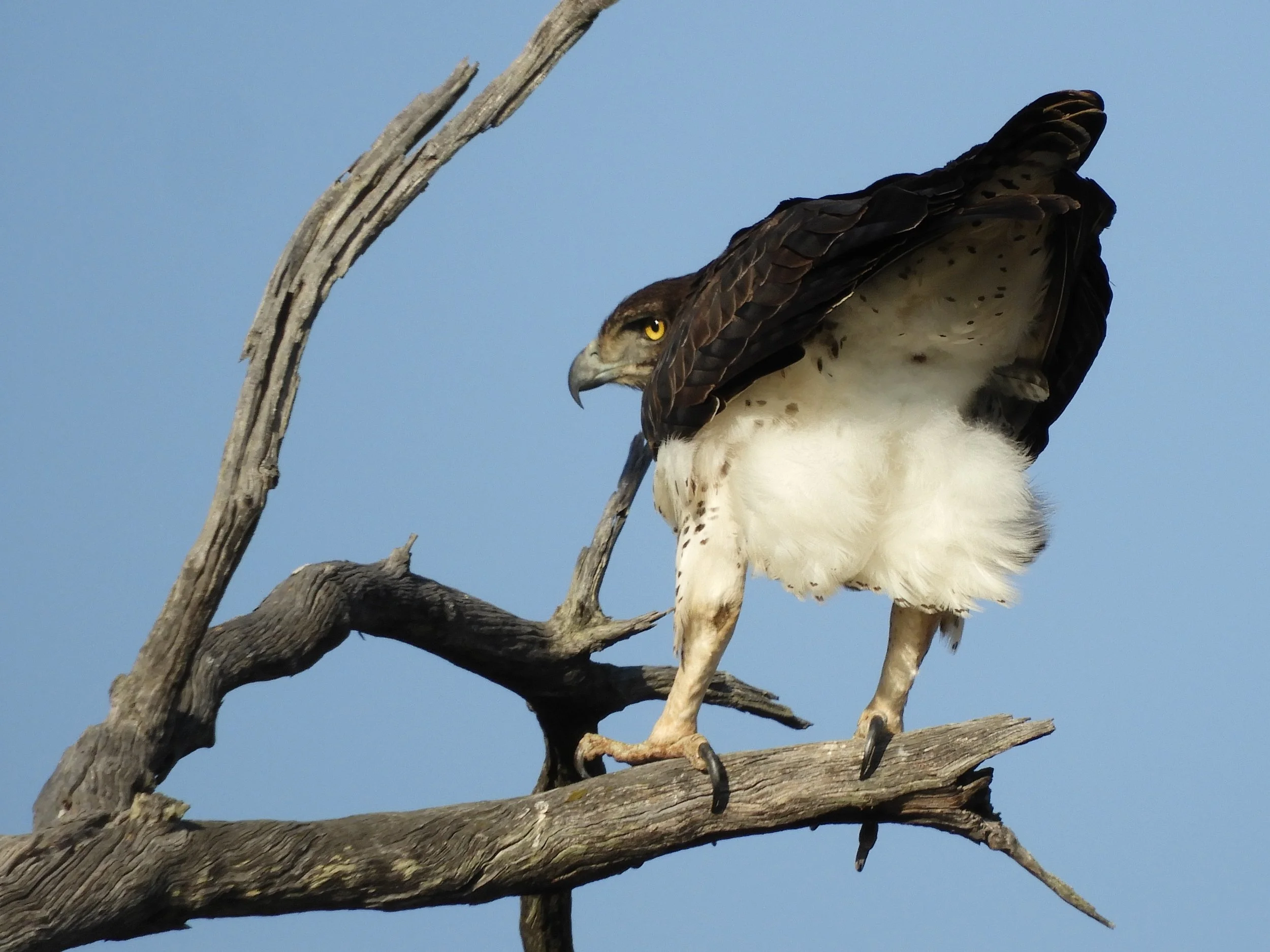 Martial eagle