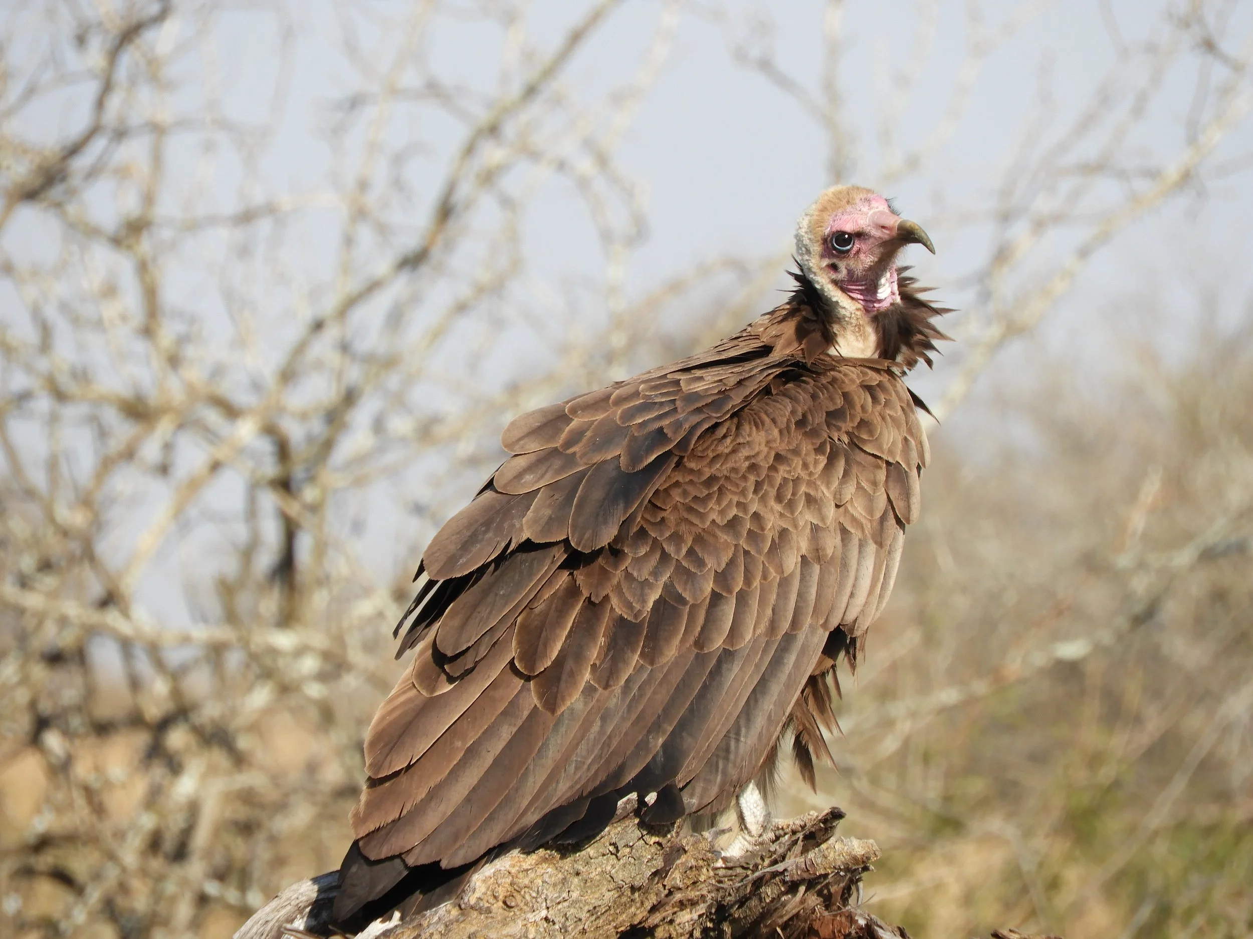 Lappet-faced vulture