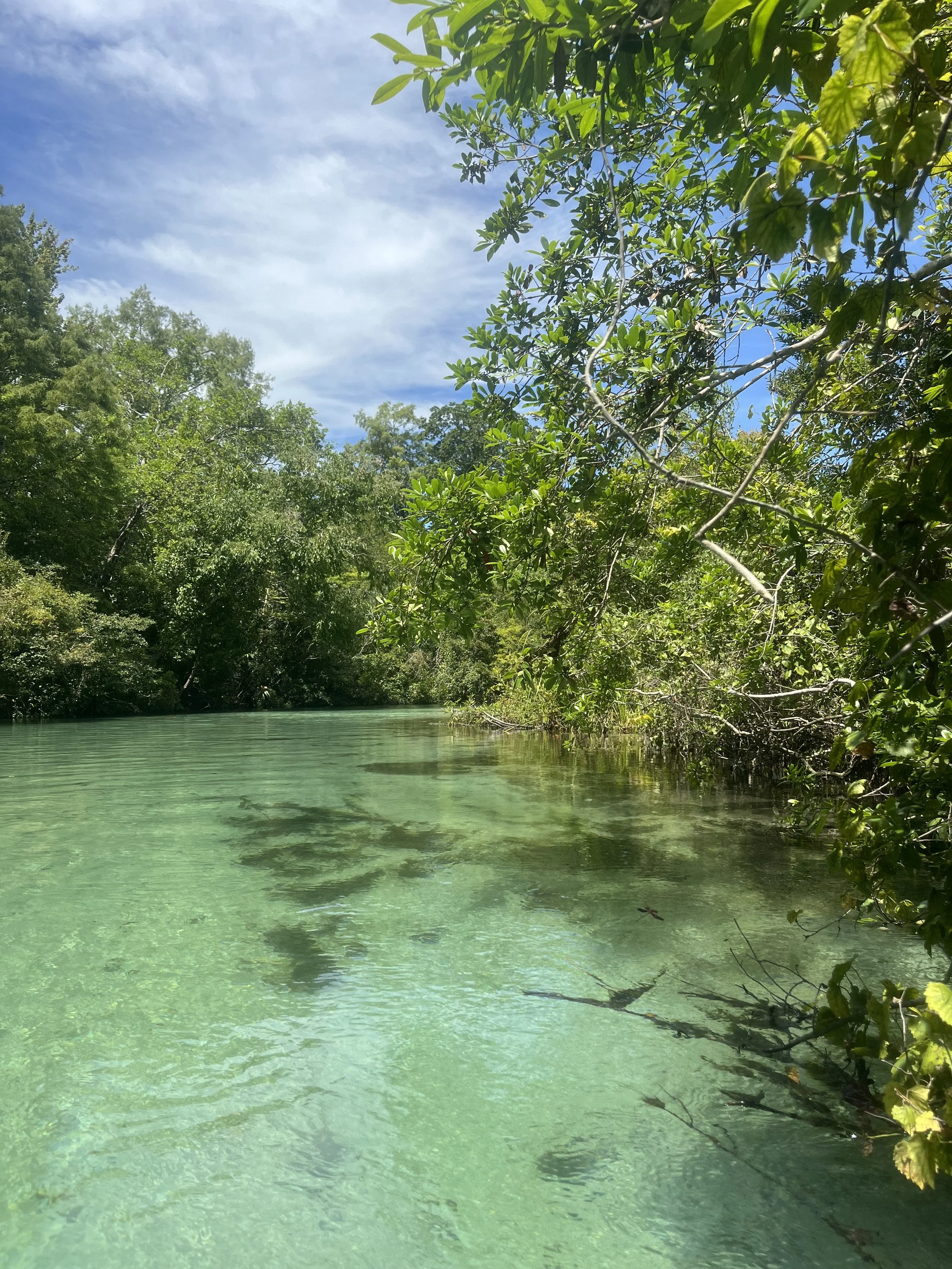 Clear freshwater springs in Florida
