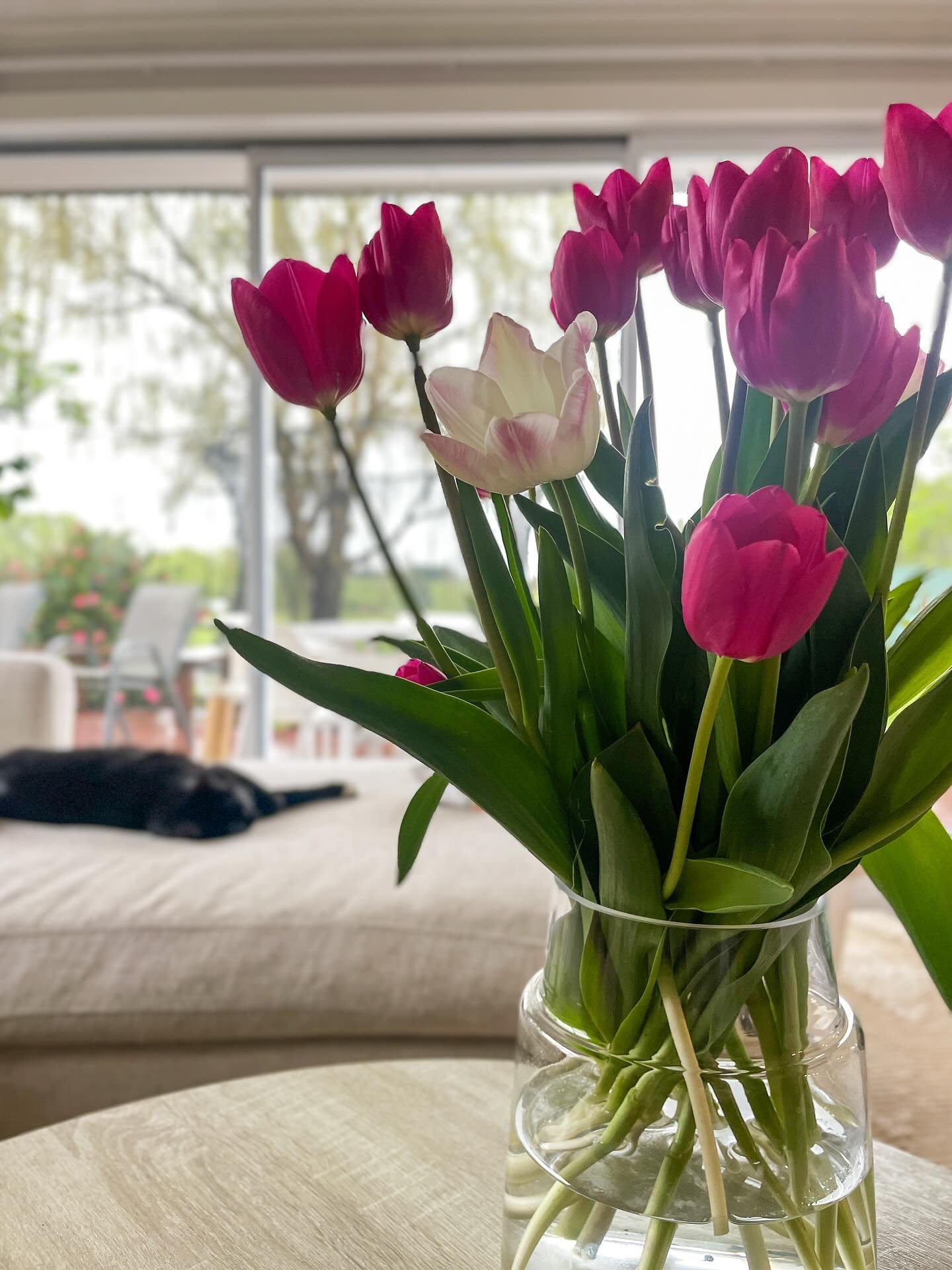 🌷Tulip Obsessed 🌷
Remember they&rsquo;re only here for just a short while, a little piece of spring you don&rsquo;t want to miss. 💐

#tulips #flowerfulfarm #flowerfarm #nzflowerfarm #localflowers #waimate
