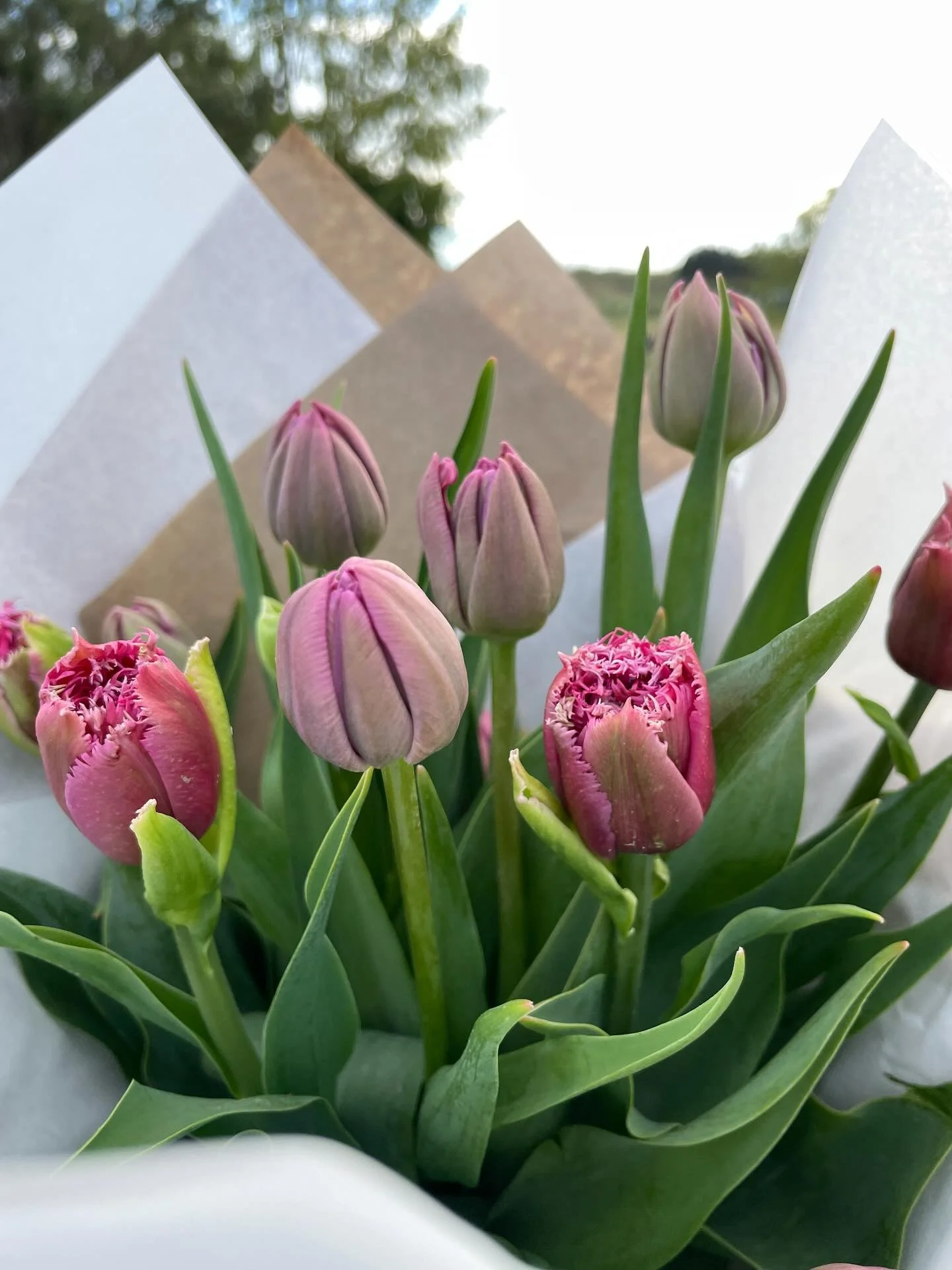 Lots of beautiful tulips in the stand today, these ones will flower in to dusty purple and pink doubles 🌷💐

#flowerfulfarm #nzflowerfarm #flowerfarm #tulips #nzflowerfarm