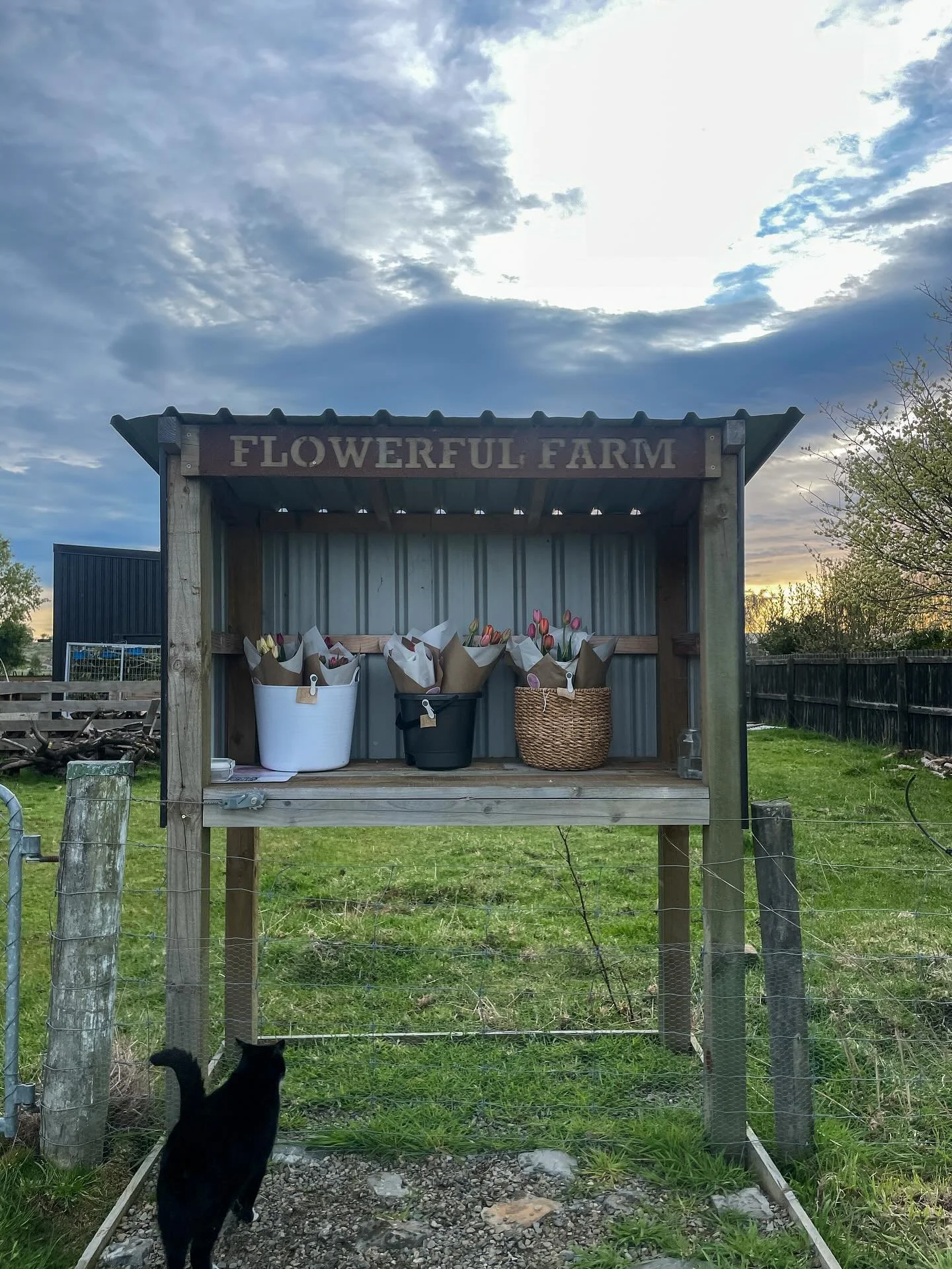 The flower stand is stocked this morning. Just a reminder of where we are! 40 Oxford Street, Waimate beside the farm gate. We are open 8am-7pm or until sold out.
