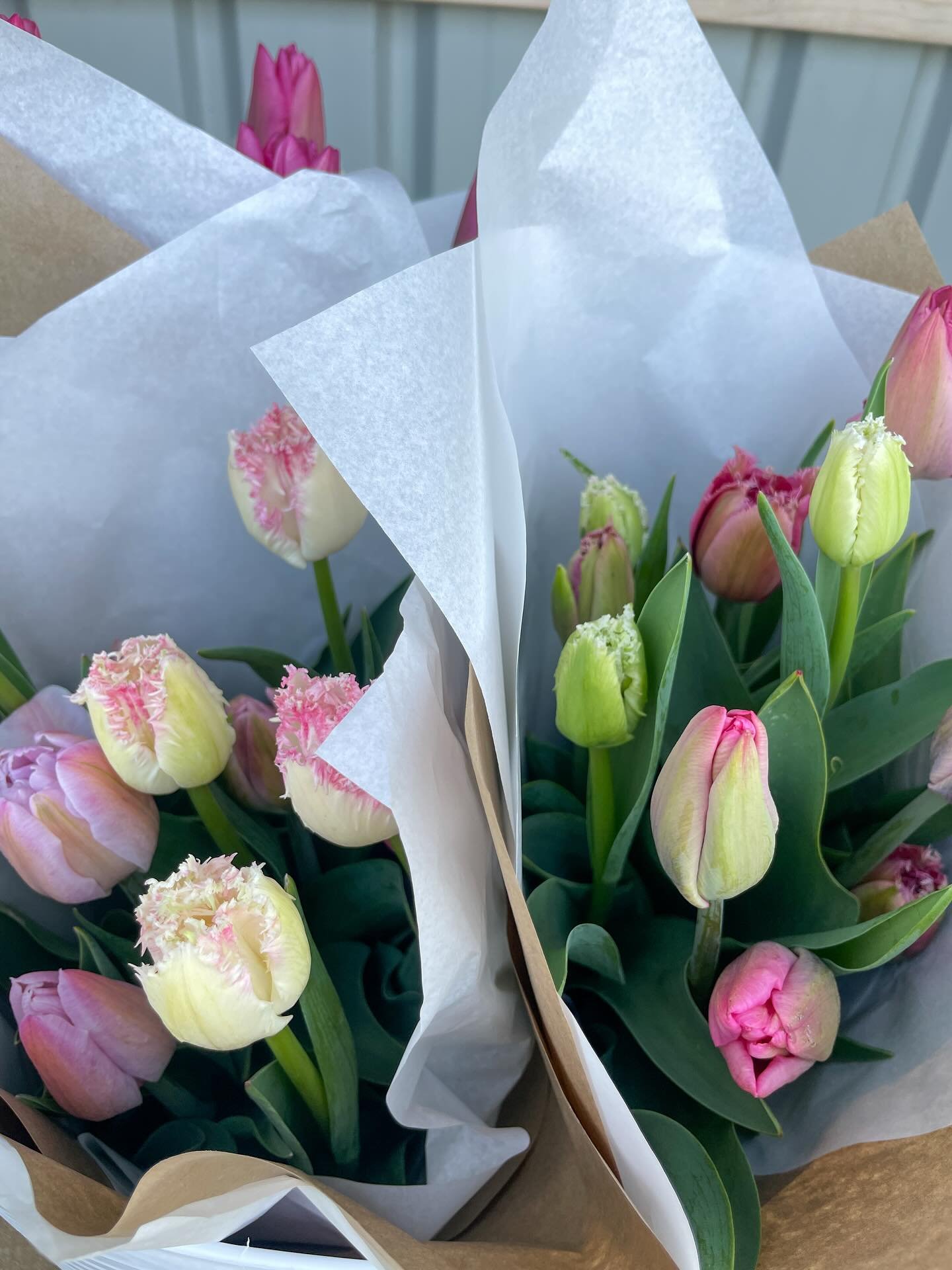 Fresh tulips in the stand today, I believe this will@be the last week of tulips so don&rsquo;t miss out if you haven&rsquo;t had any yet!