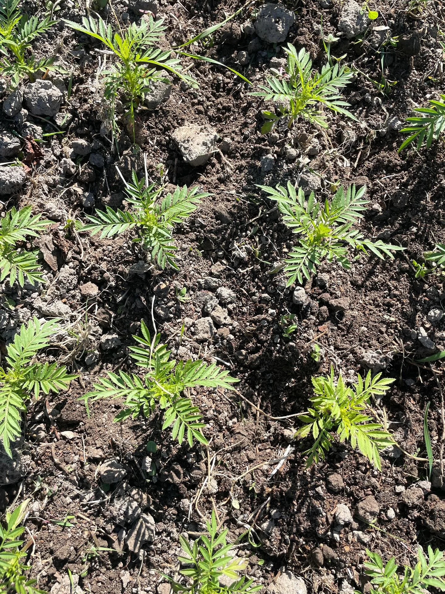 Sorry for the radio silence on here! After the rush of the tulips I have been so busy planting hundreds (maybe thousands?!) of seedlings and hundreds of dahlias ready for an awesome summer of flowers. 
The stand has been closed during this time while