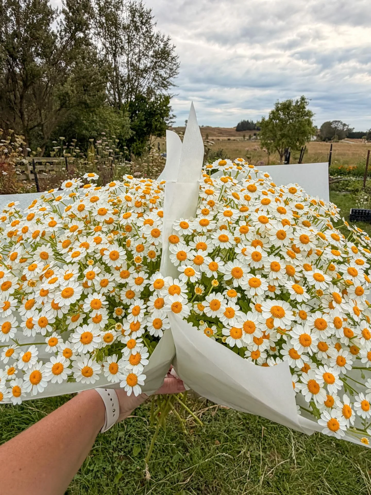 Lots of feverfew available today as well as mixed bunches and marigolds 💐🌸