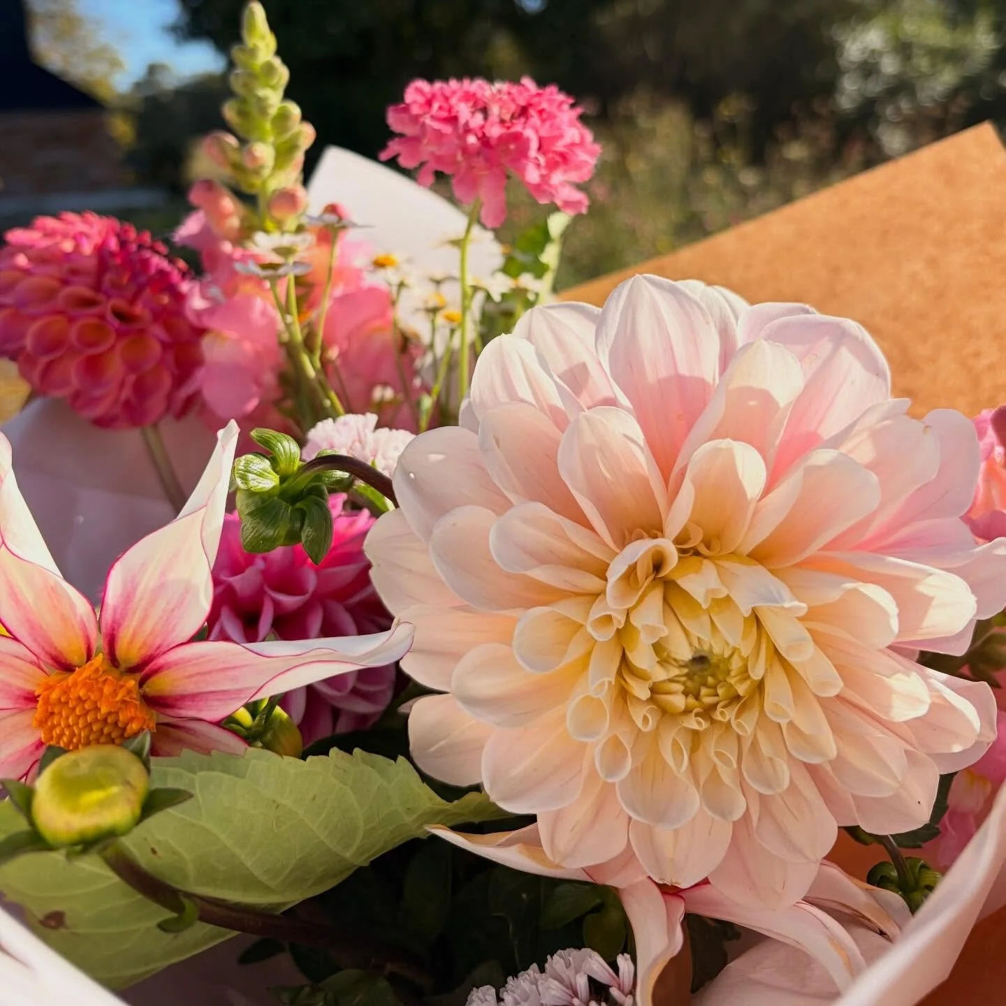 We are back with fresh blooms today! Our little family took a much needed break but I&rsquo;m excited to be back and have all the beautiful dahlias flowering. Flowers are ready to go for your Sunday! 💐🌸
