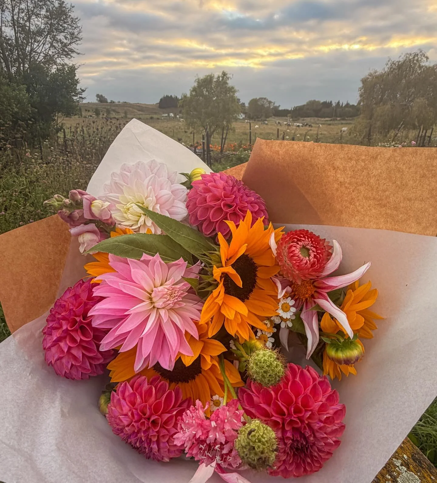 Lots of happy bright blooms available today, loving all the autumn colours 🍂🍁☀️