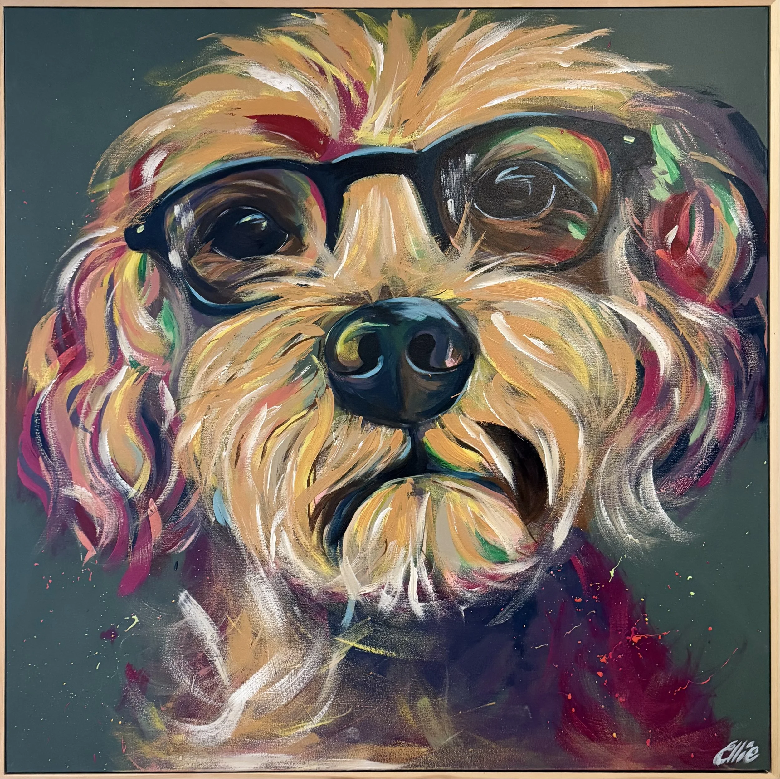Waffle in Glasses (2025).  A near-sighted Cavoodle.  $785 + GST