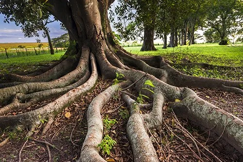 🌿 ROOTS — $575/month