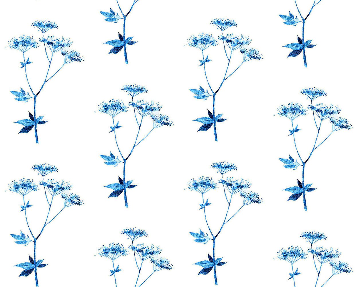 Lace blue 11.6 9.67 8.29.jpg