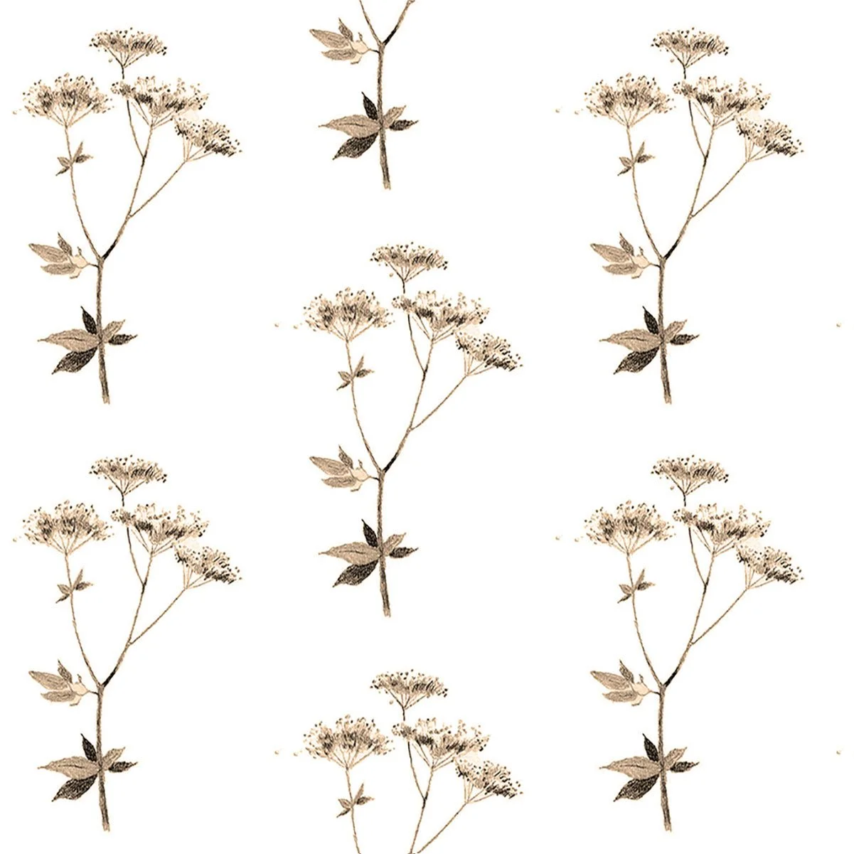 Lace sepia-5.27 memo-01.jpg