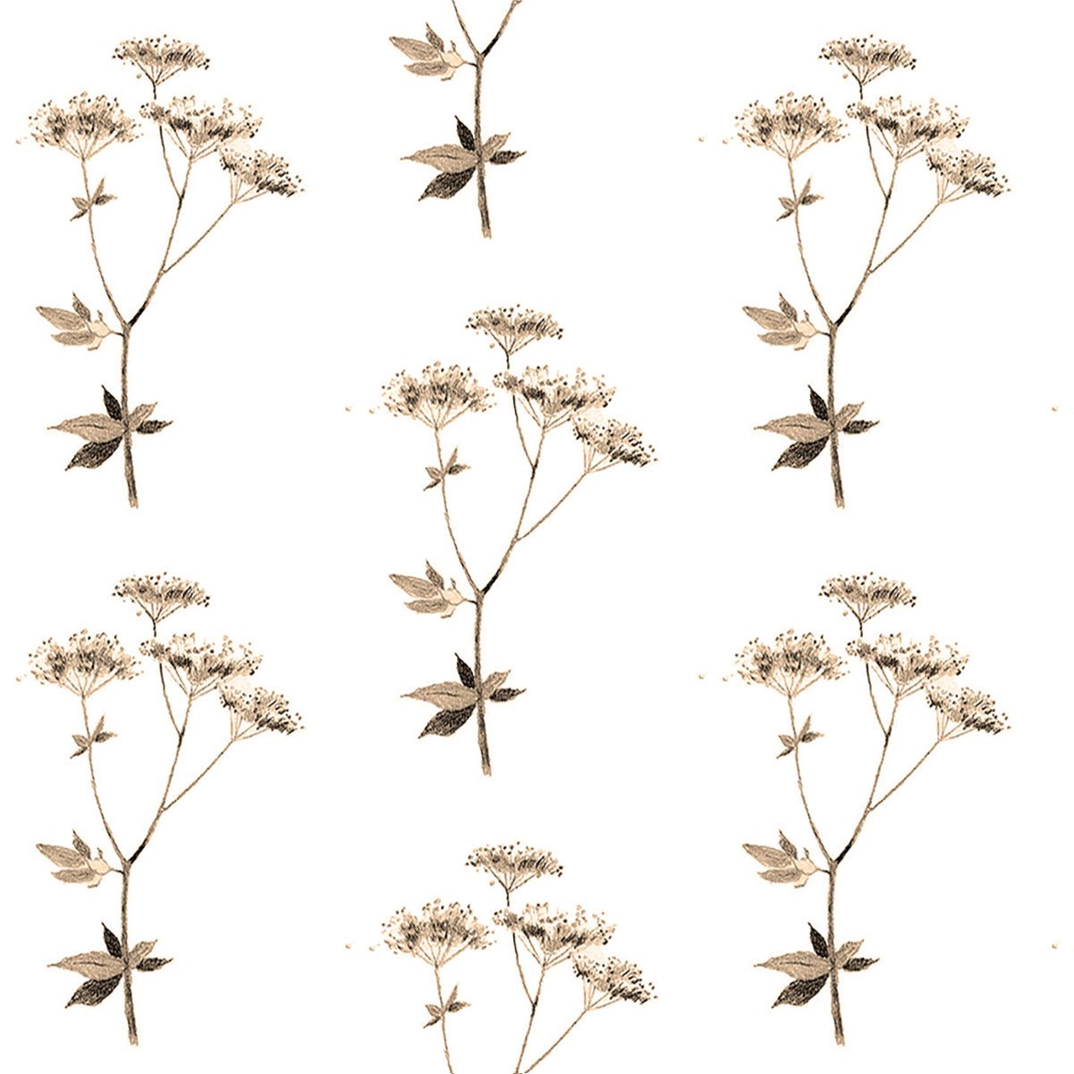 Lace sepia-5.27 memo-01.jpg