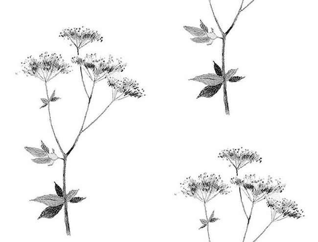 Lace graphite 4.33.png