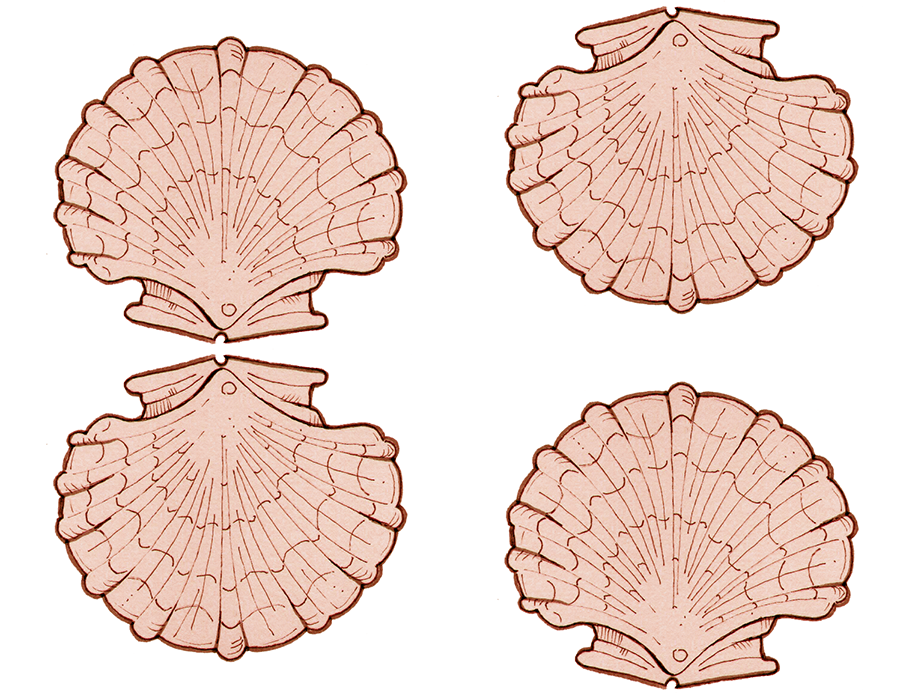 scallop 2-01a rpt-01-01-01.png