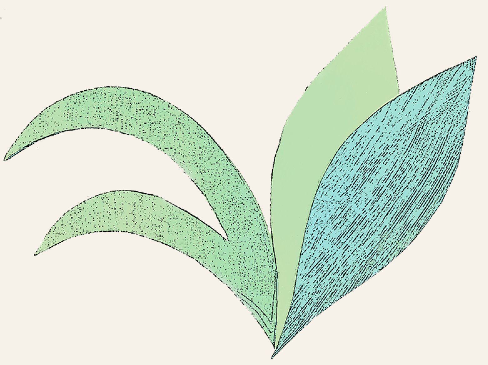 Lily 5.2 bl gr.png
