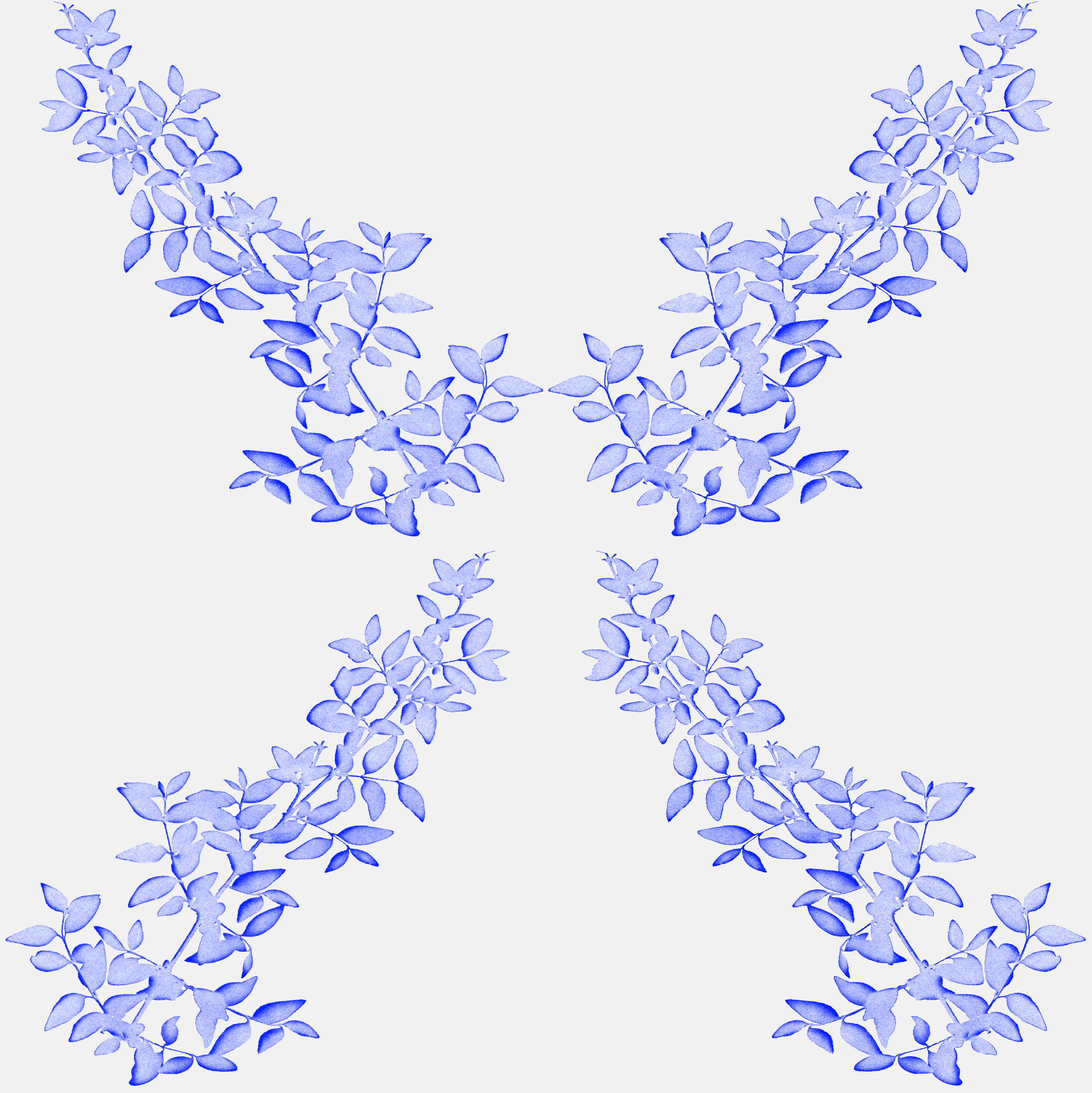 Amelia wisteria2.png