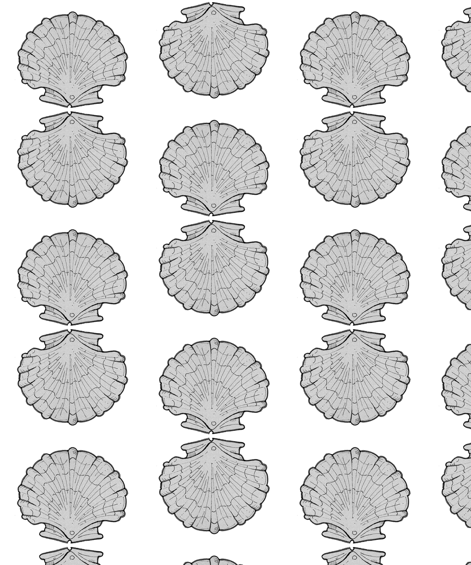 scallop rpt-bw sample-01.png