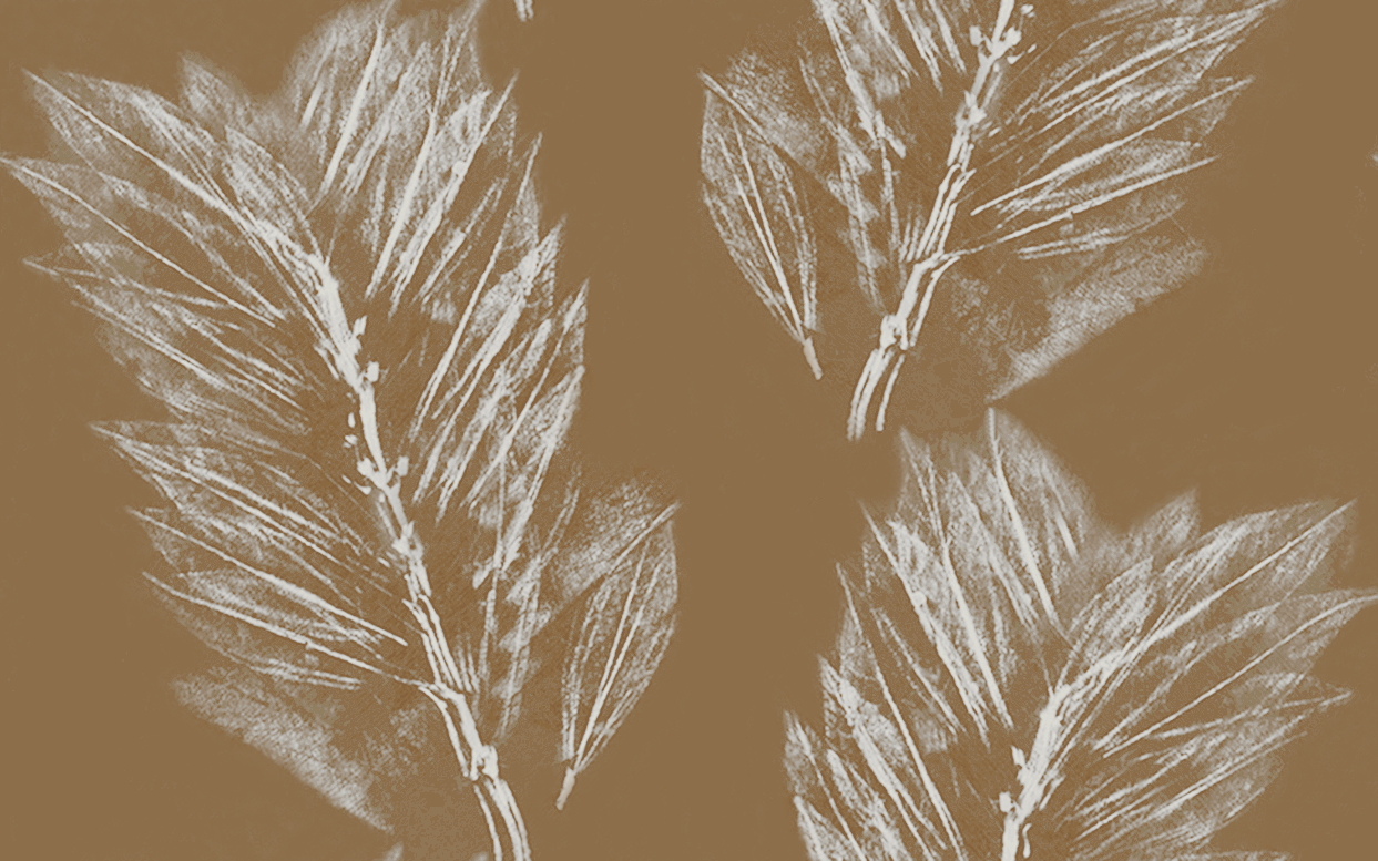 Feather earth 8.29.png