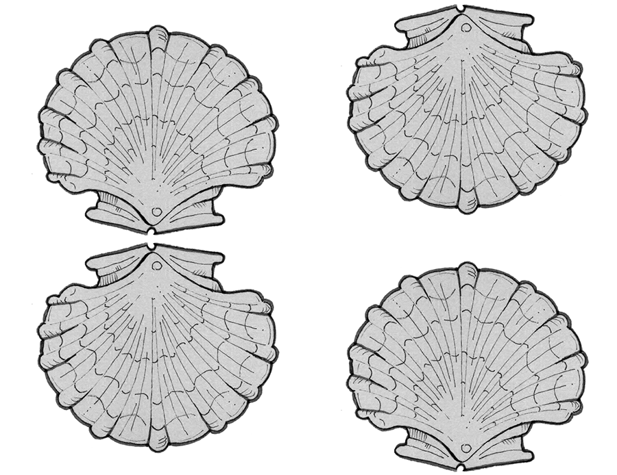 scallop 2-01a rpt-bw.png