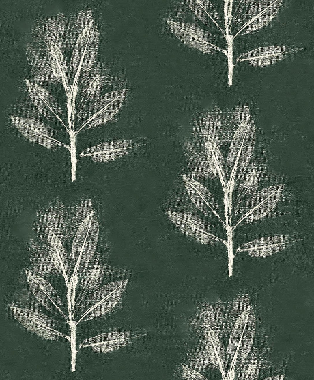 Mountain laurel dk fir 7.25.jpg