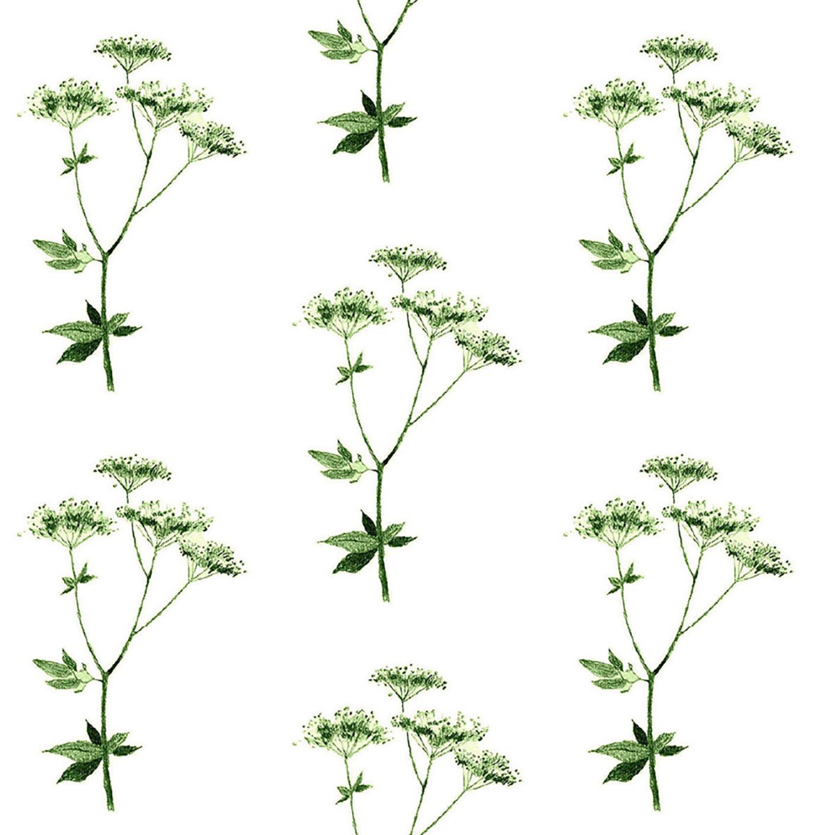 Lace herb 11.6 5.27 memo-01.jpg