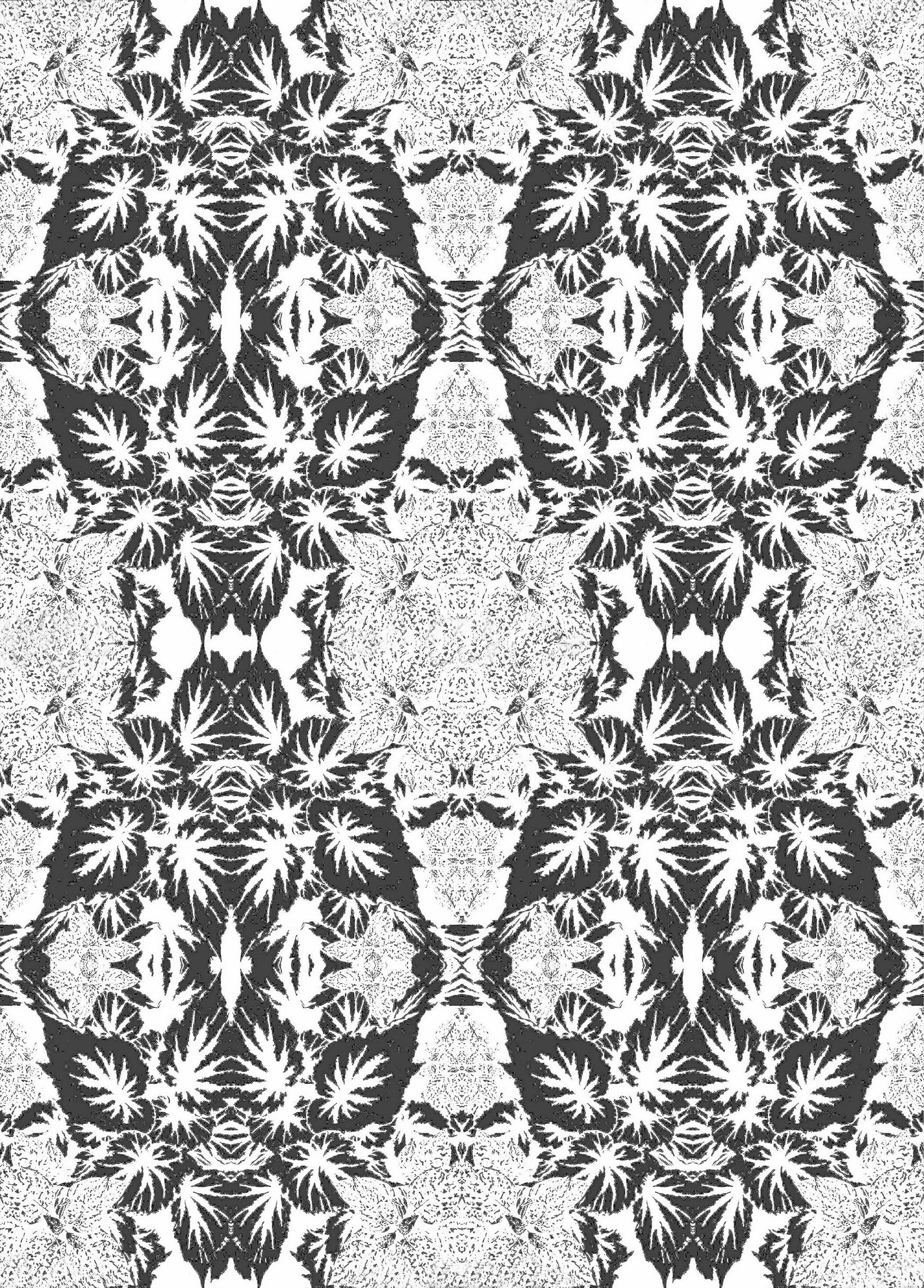 Begonia BW 14 11.6.png