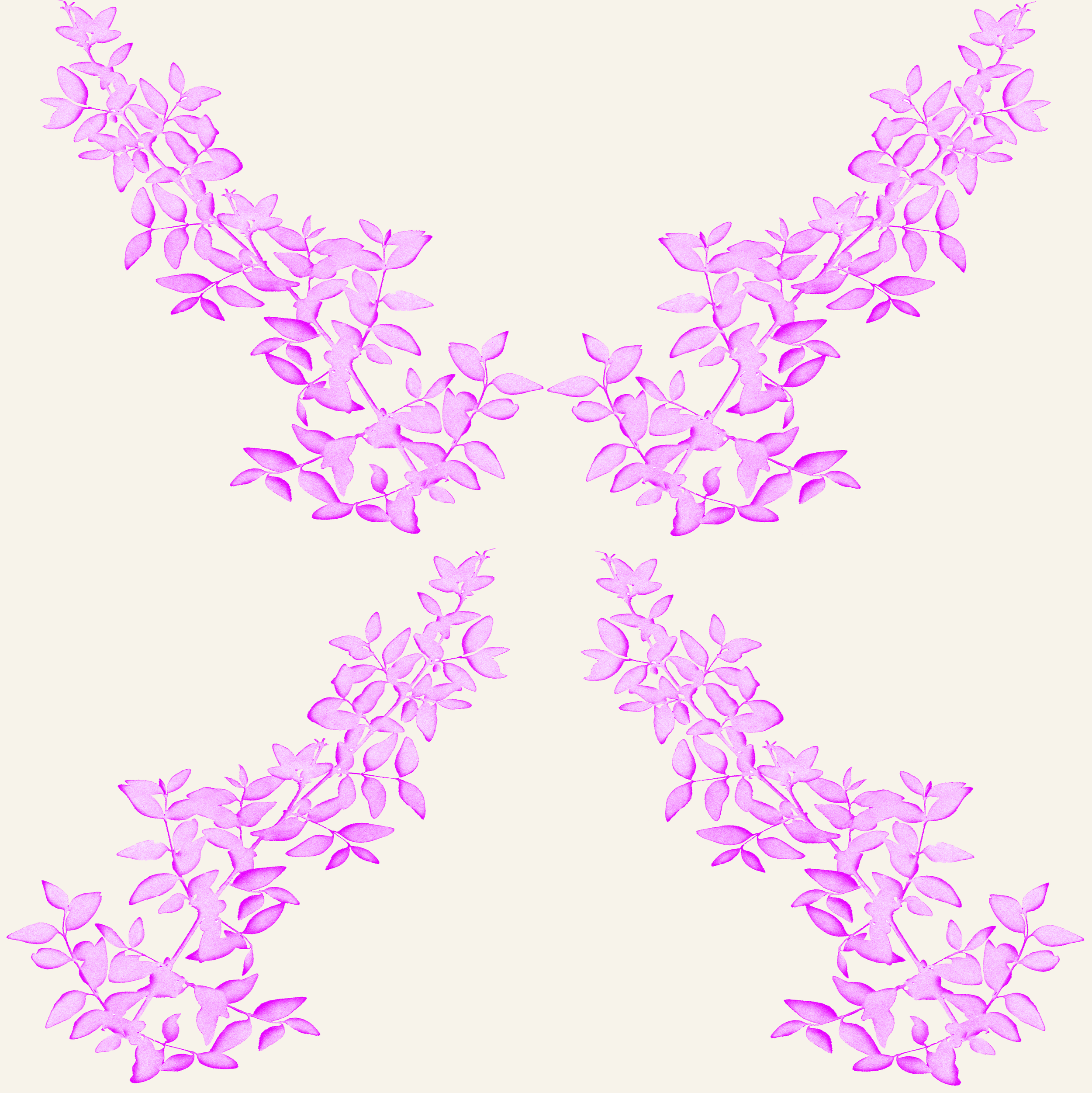 Amelia lilac.png