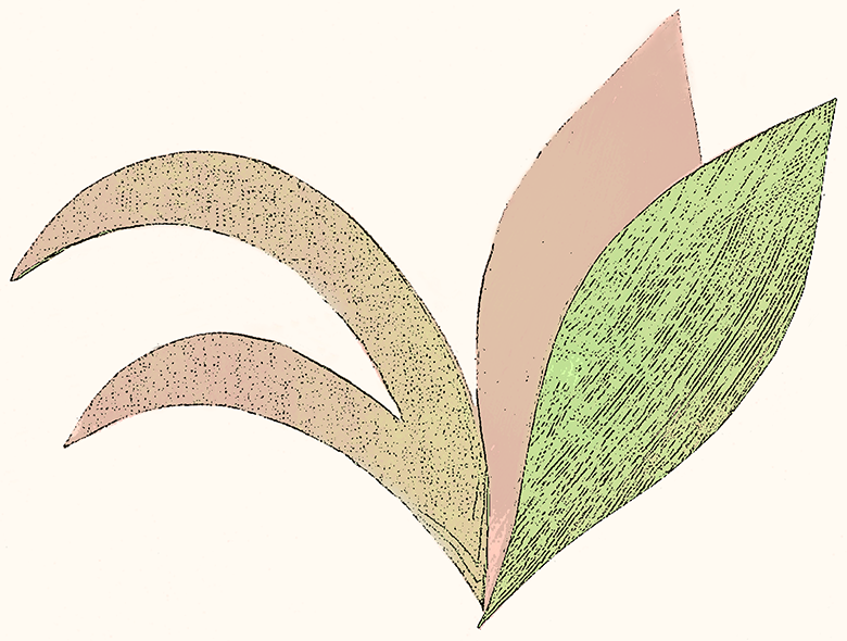 Lily 5.2 gr terra.png