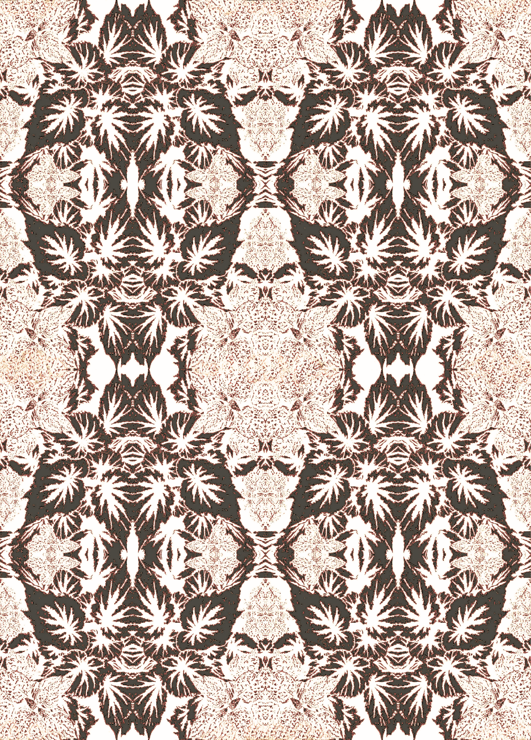 Begonia sepia 11.6.png