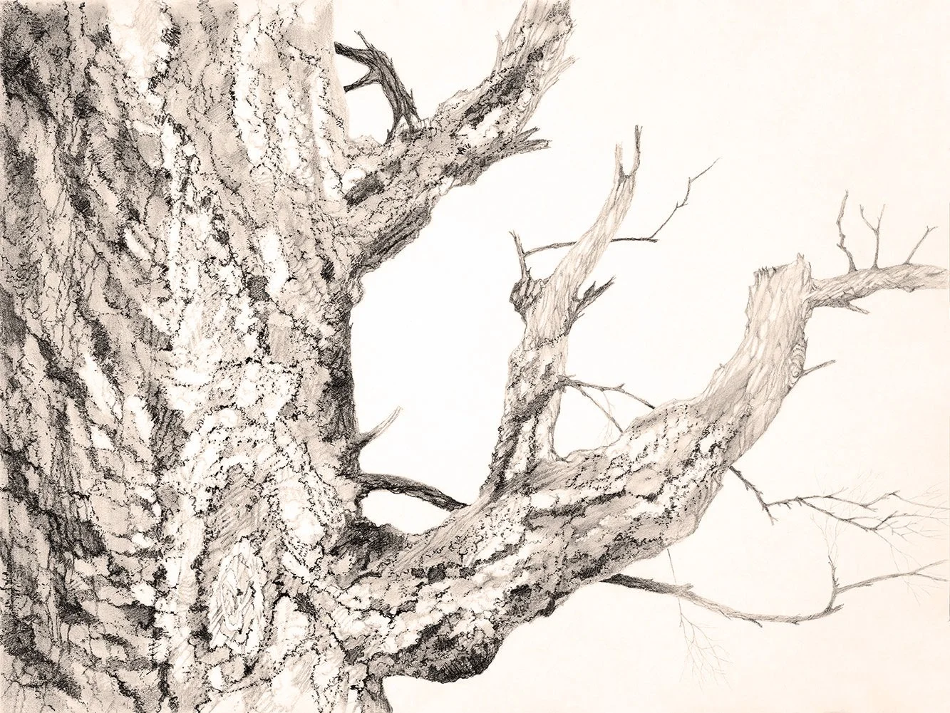 Tree series drawing 9 no sig sepia.jpg