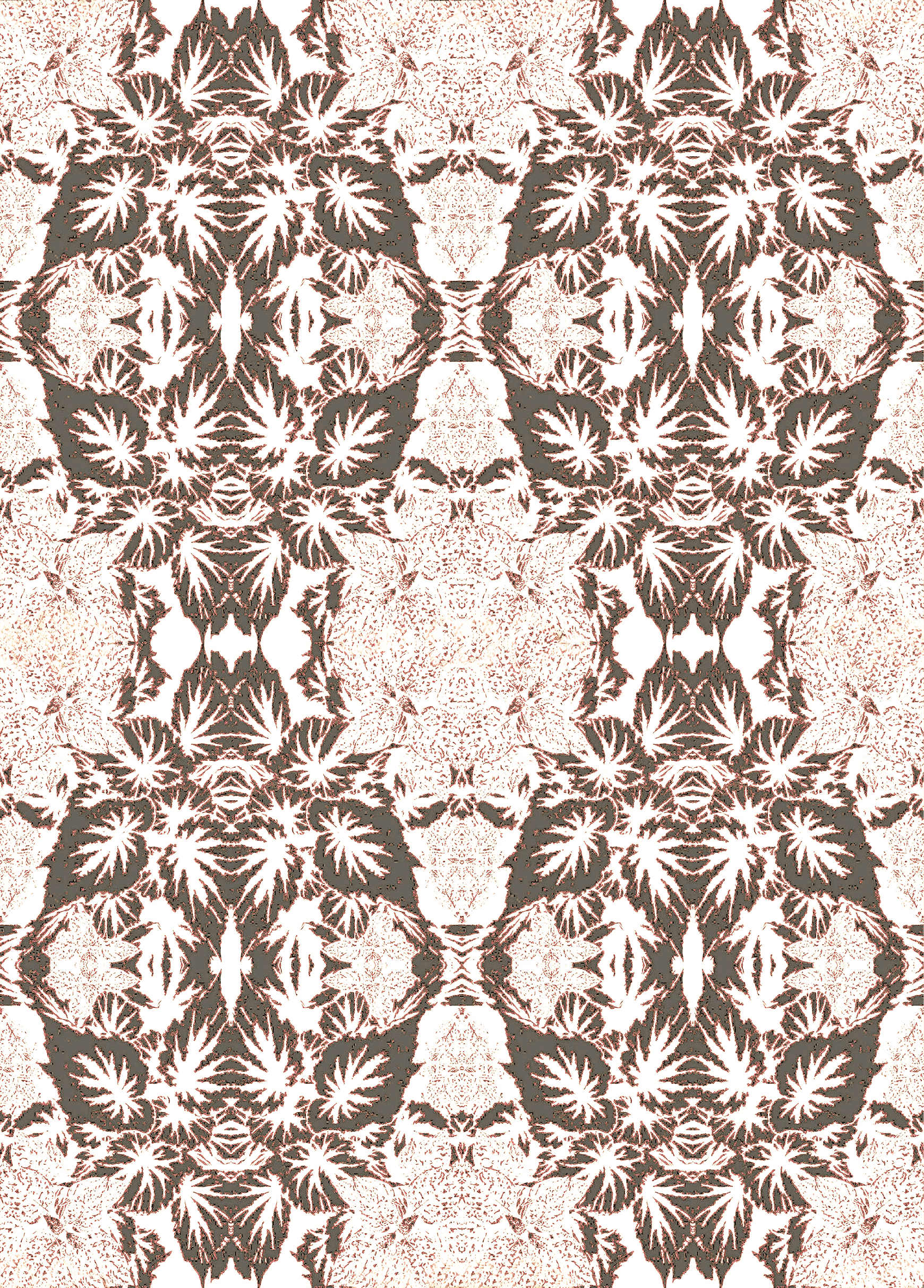 Begonia sepia 11.6 lt.png