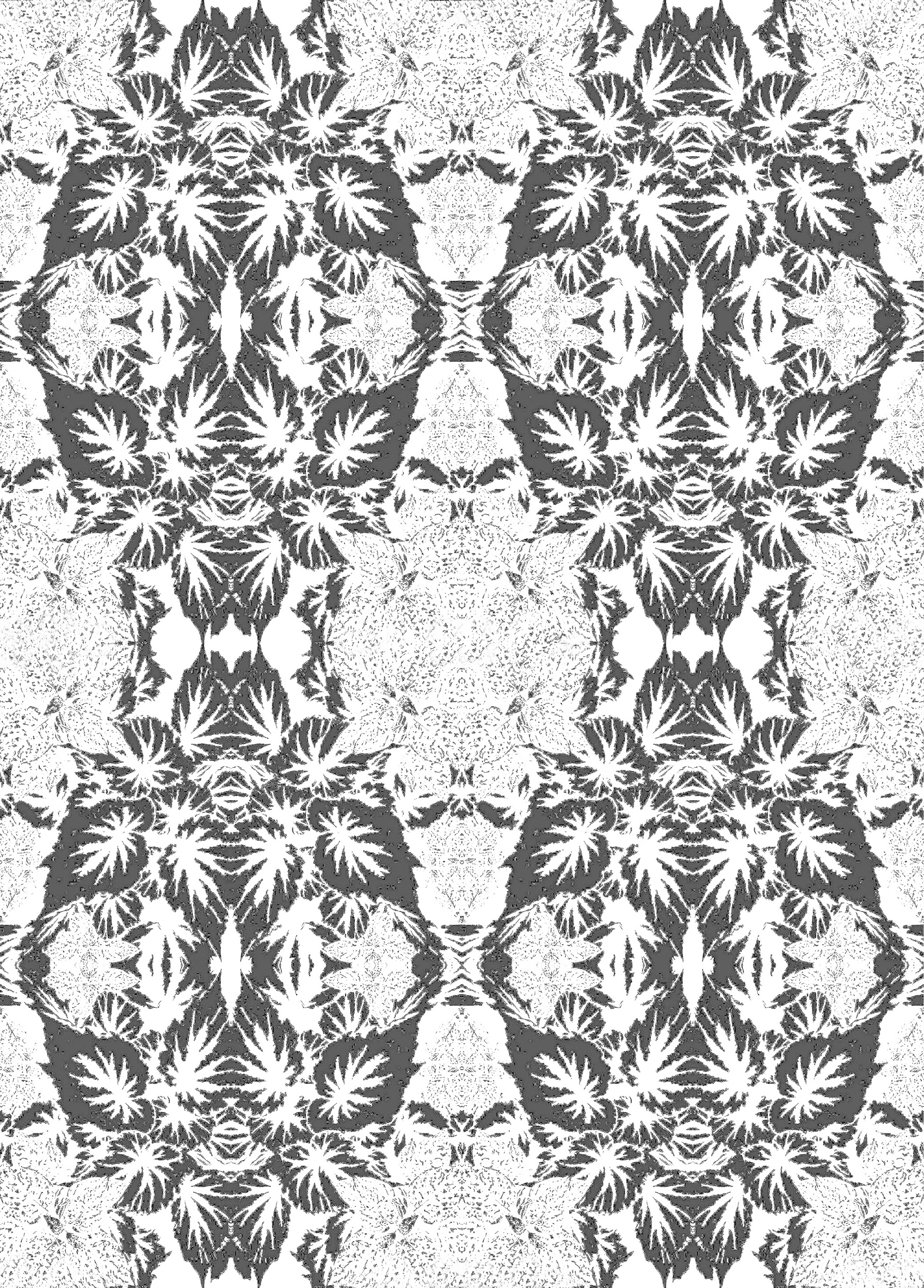 Begonia BW 14 11.6 lt.png