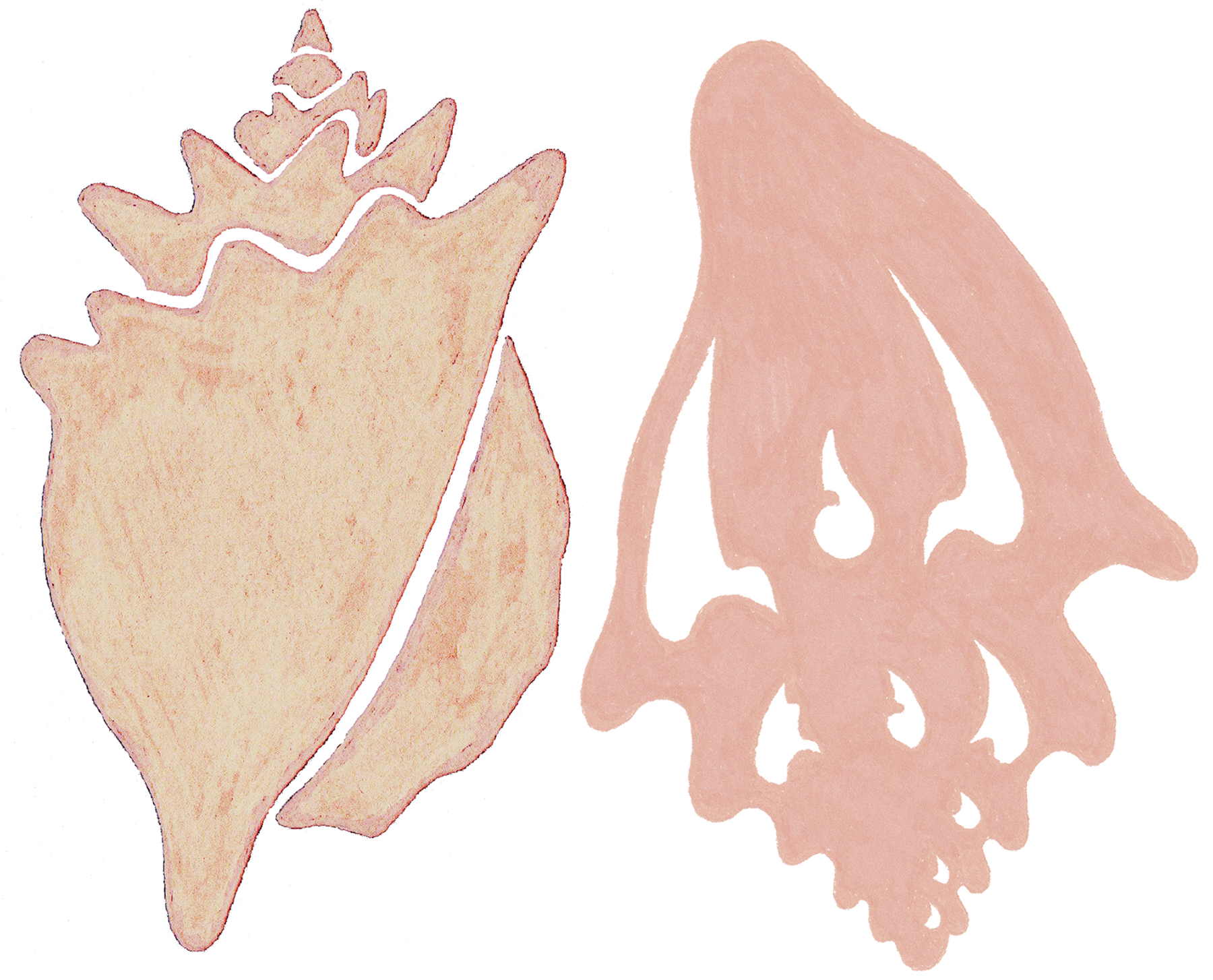 Conchs F 6.png