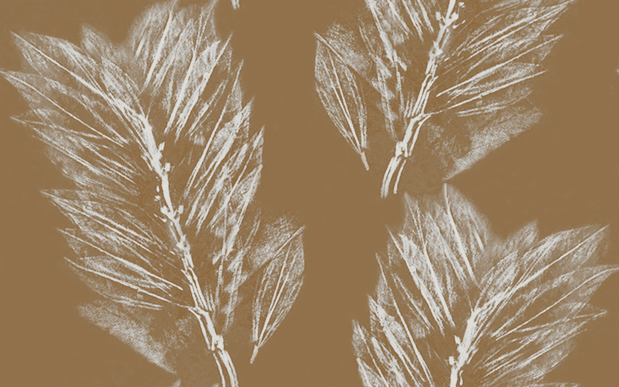 Feather earth 8.29.png