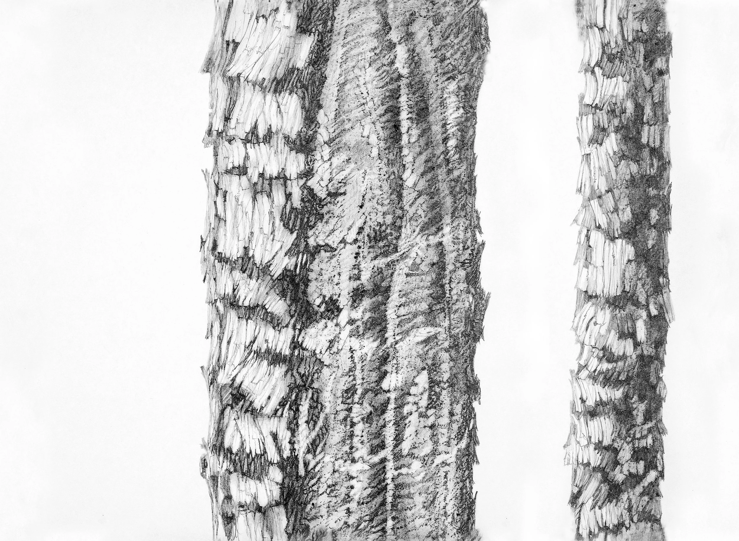 Trees BW 10.4.jpg