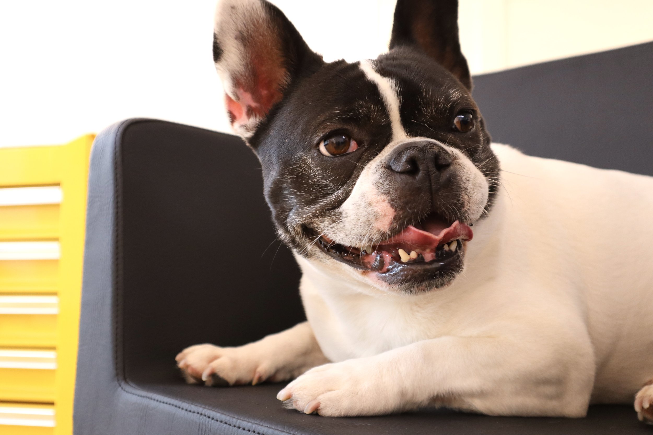 She's the unofficial mascot of LDH and she thinks your hair looks great.