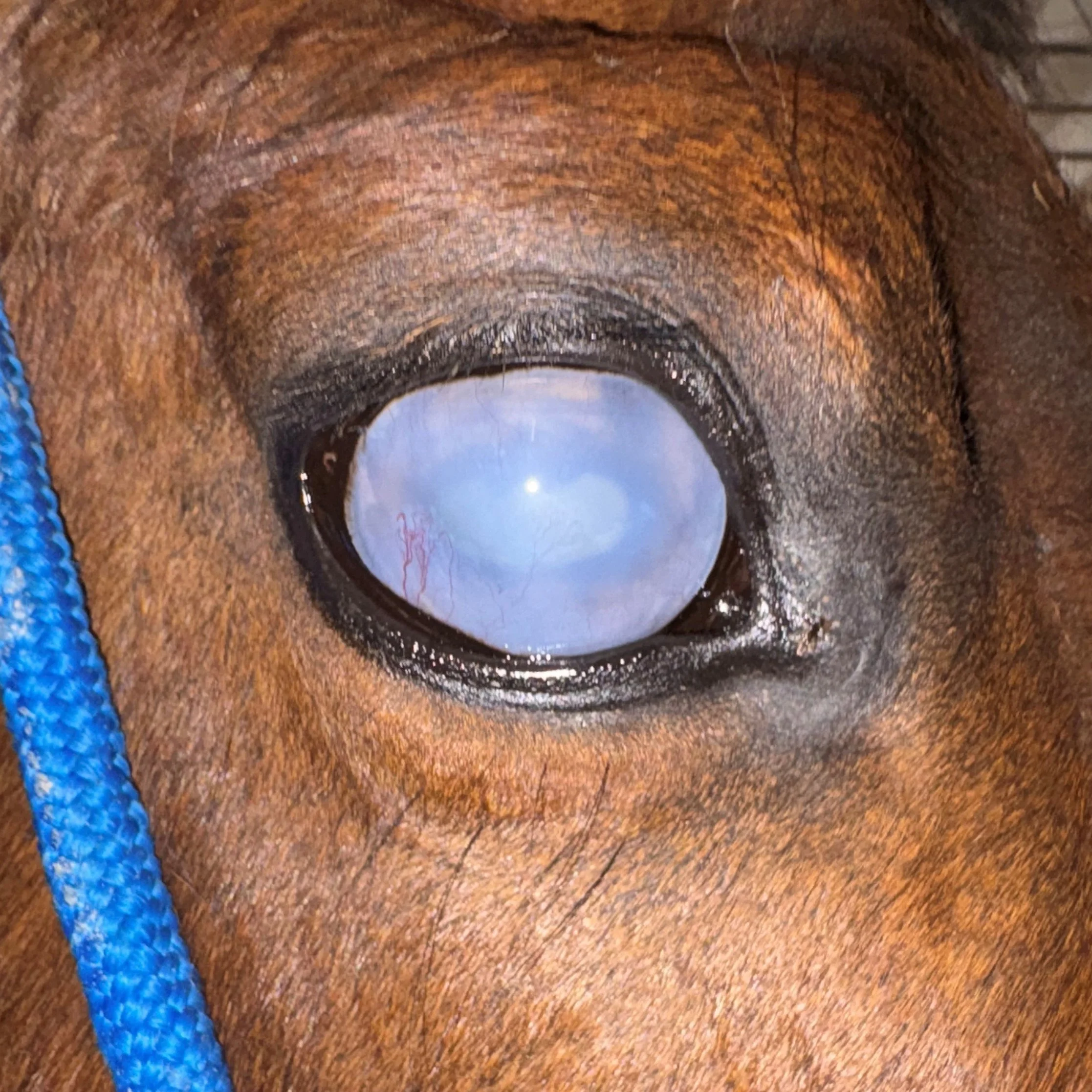 equine glaucoma