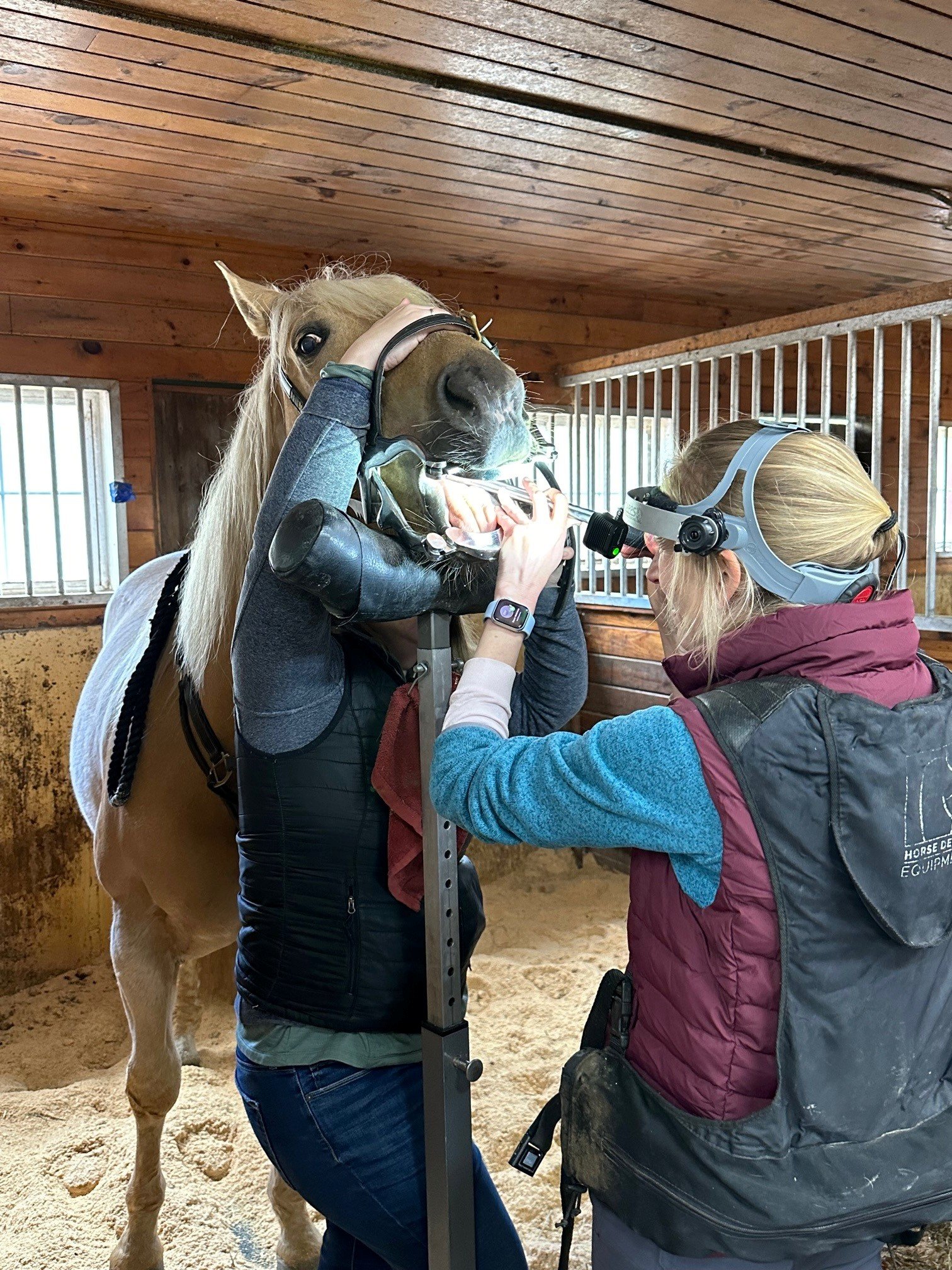 Website - whiz dental.jpg